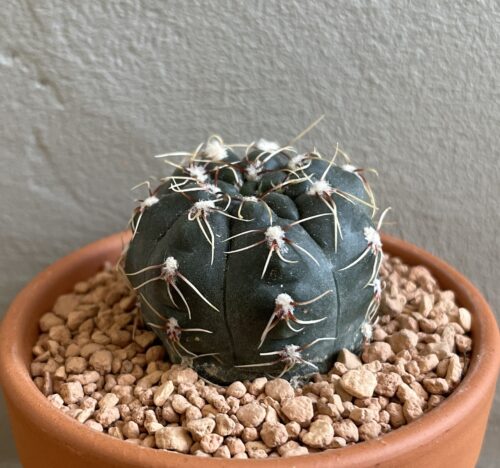 Gymnocalycium baldianum