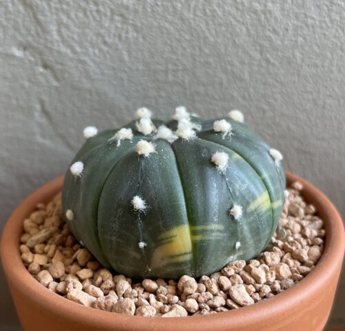 Astrophytum asterias f. variegata