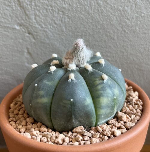 Astrophytum asterias f. variegata
