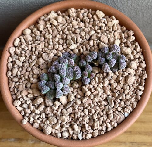 Neohenricia sibbettii -Oorlogspoort