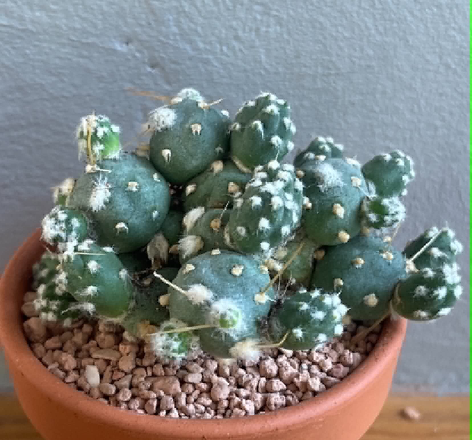 Puna sp. nova