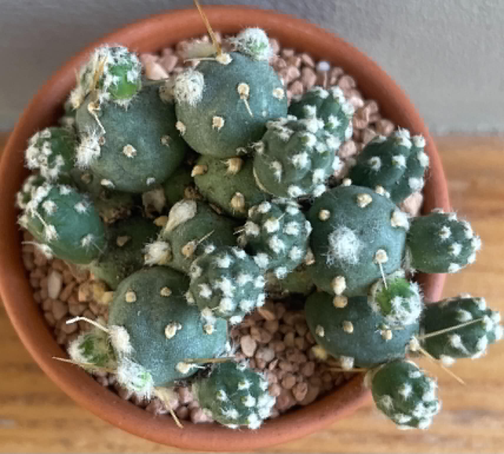 Puna sp. nova - Image 2