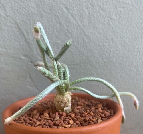 Avonia quinaria (pink flower)