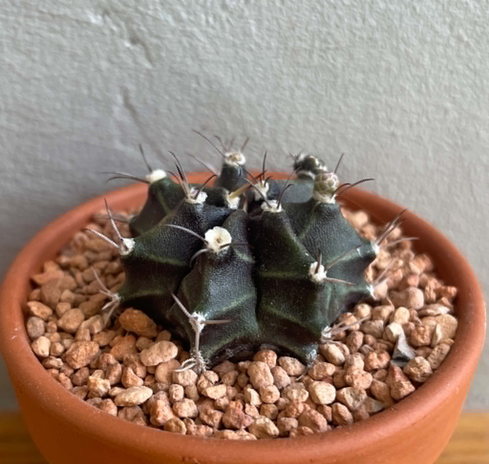 Gymnocalycium mihanovichii hybrid (7 ribs seedling)