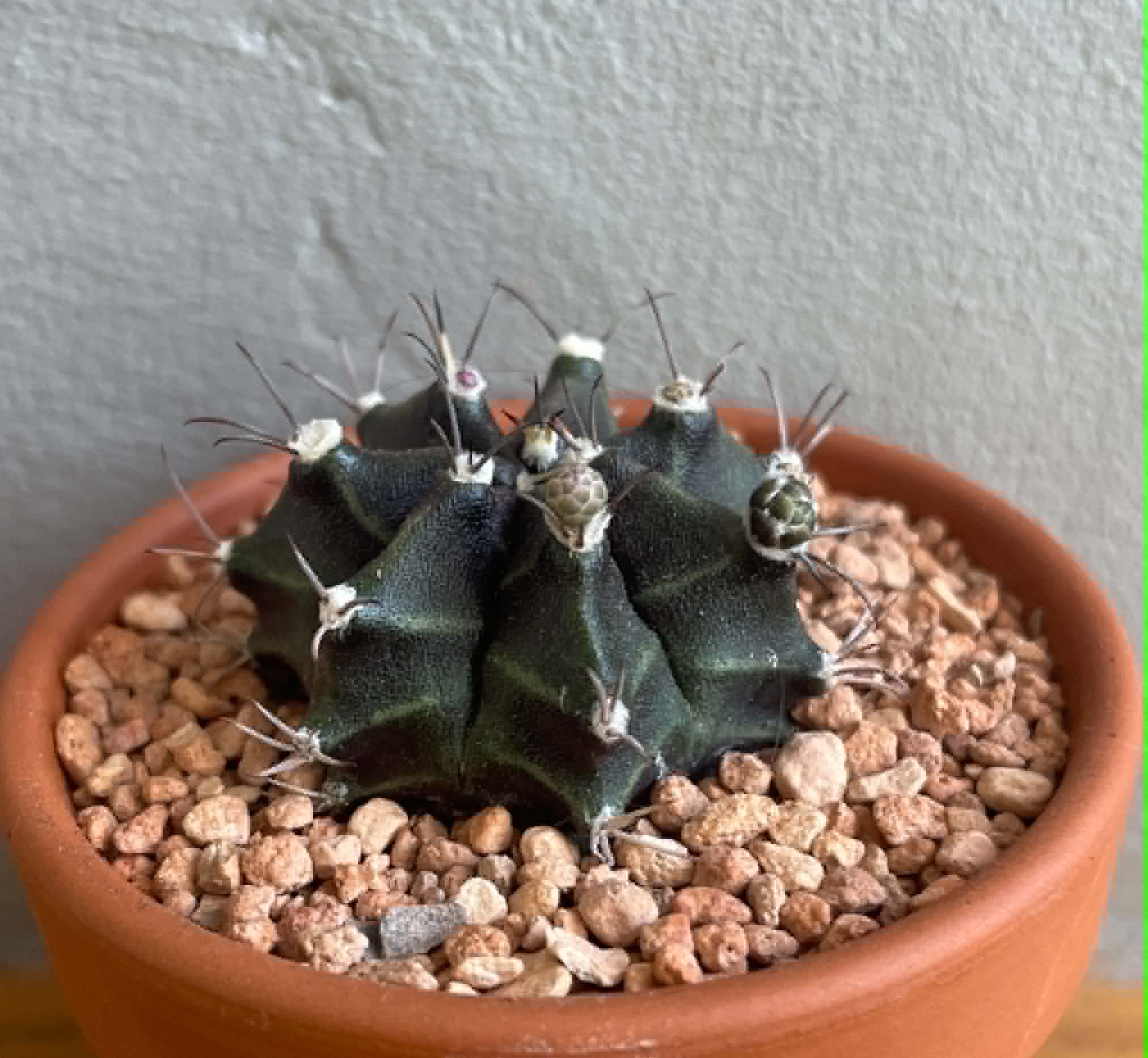 Gymnocalycium mihanovichii hybrid (7 ribs seedling) - Image 3