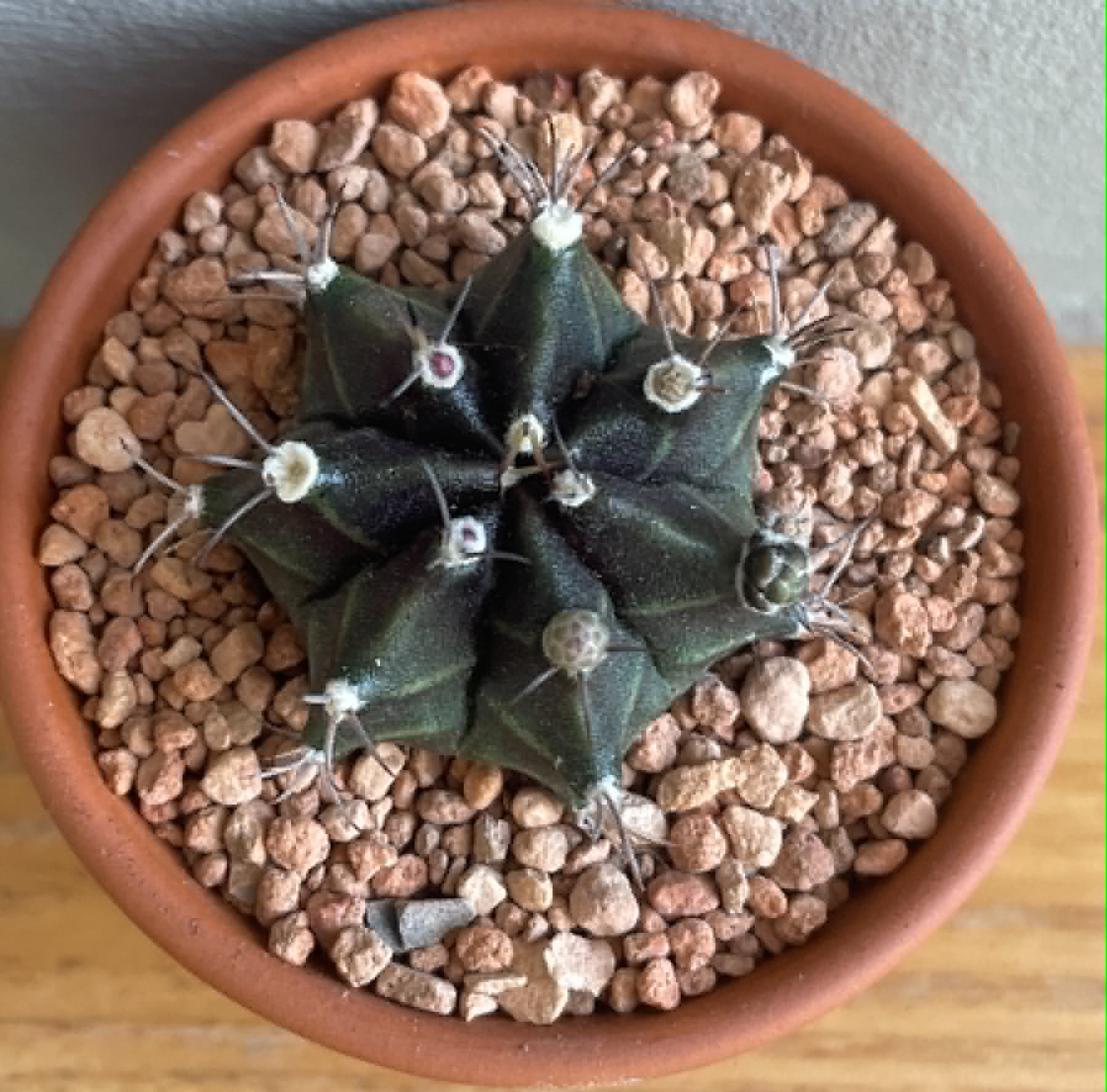 Gymnocalycium mihanovichii hybrid (7 ribs seedling) - Image 2