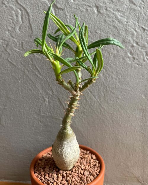 Pachypodium succulentum