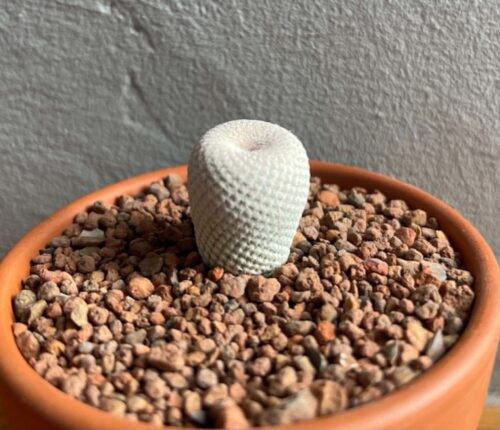 Epithelantha bokei