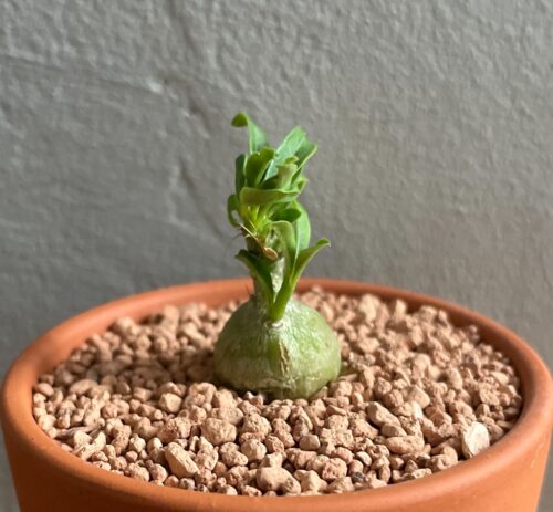 Pachypodium succulentum