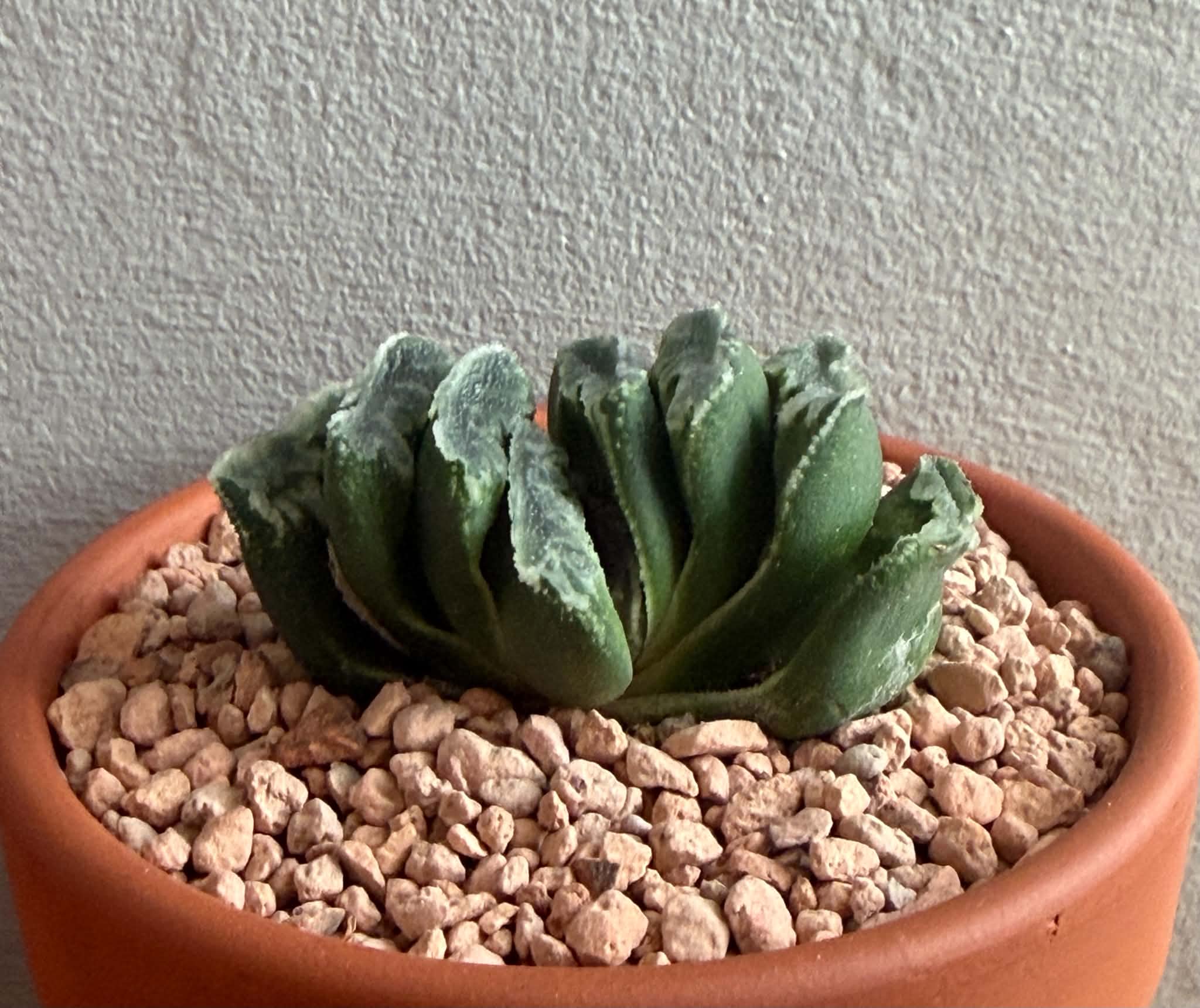Haworthia truncata x splendens