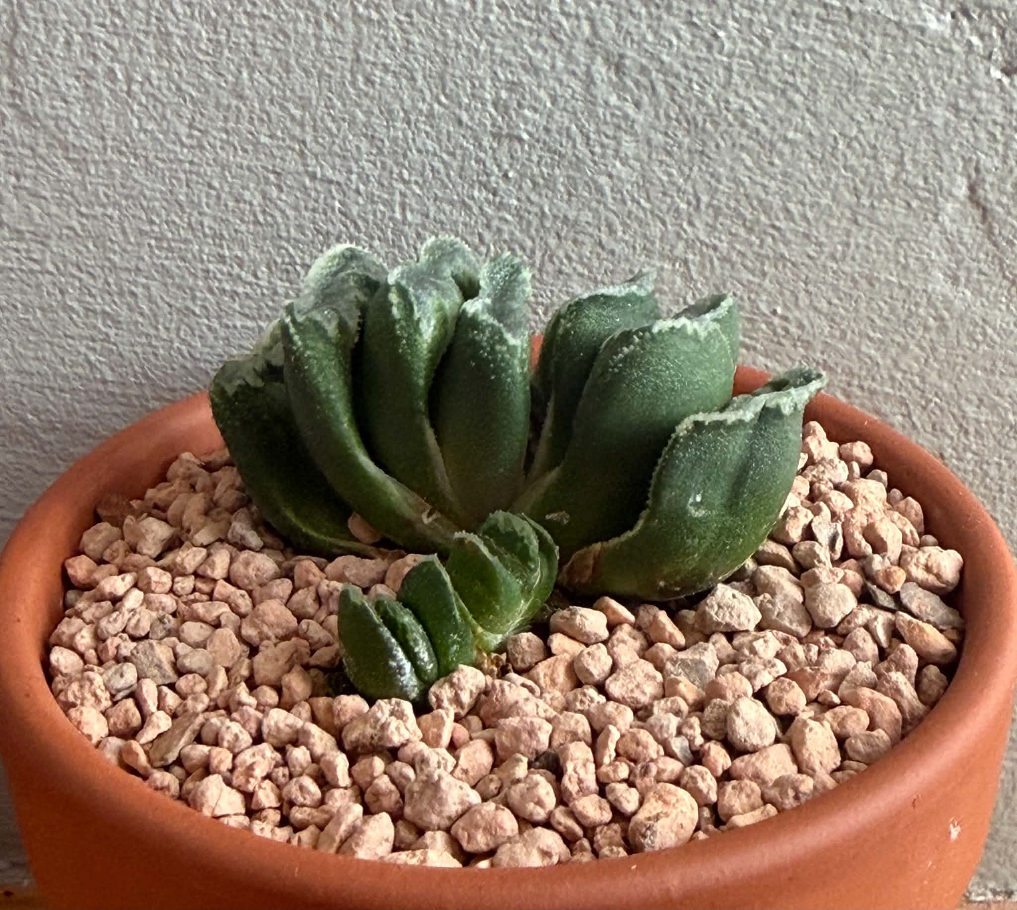 Haworthia truncata x splendens - Image 3
