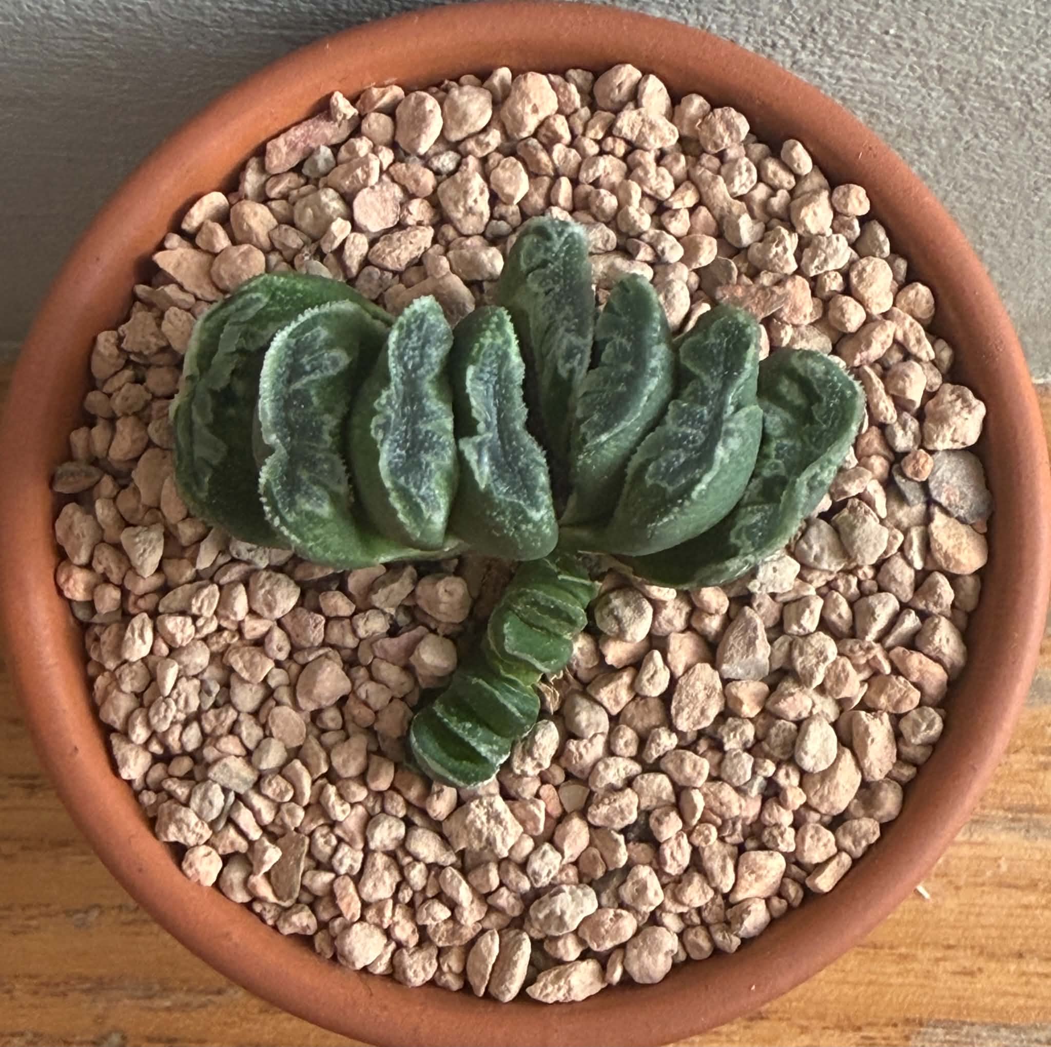 Haworthia truncata x splendens - Image 2
