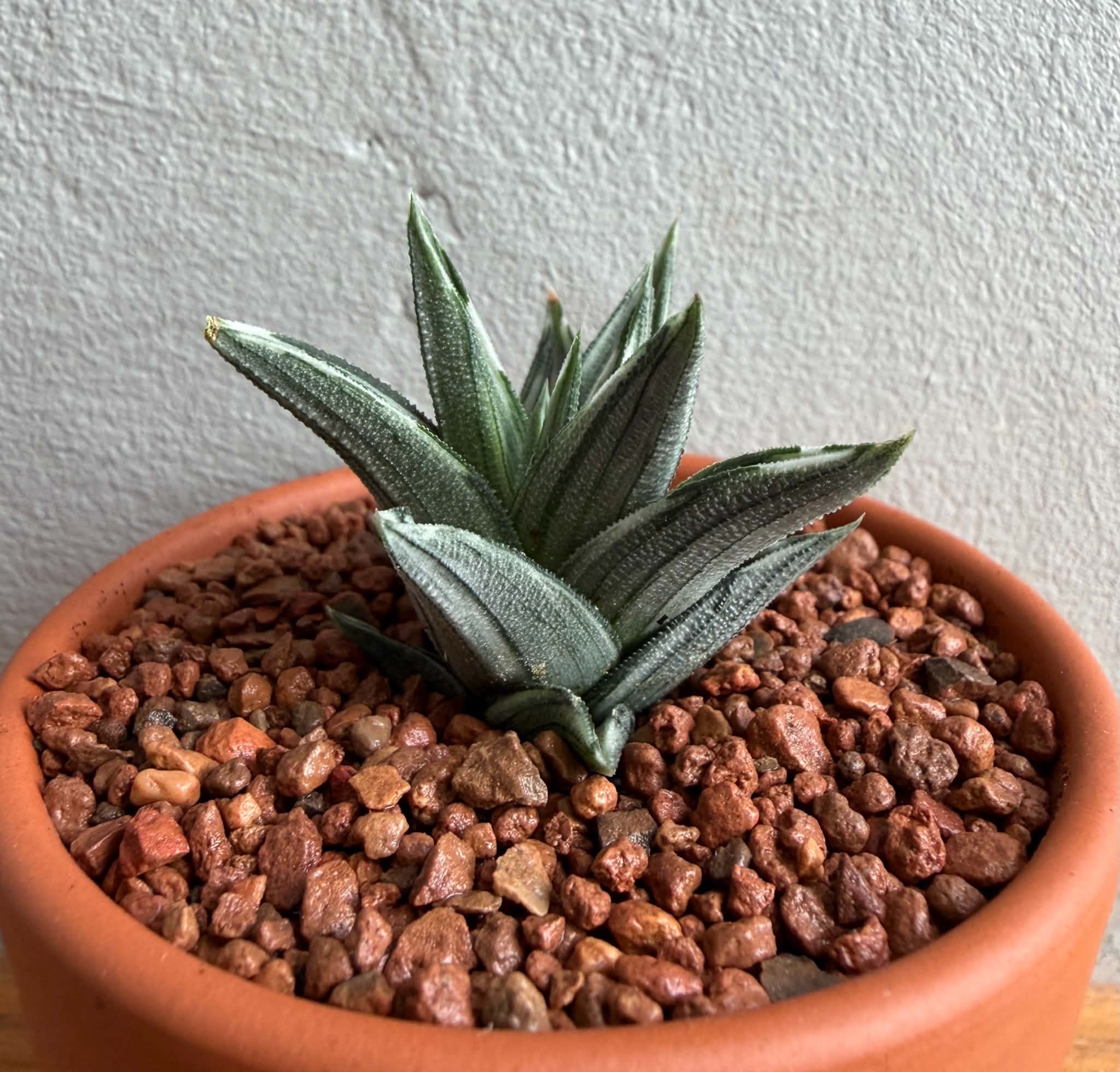 Haworthia tortuosa f. variegata