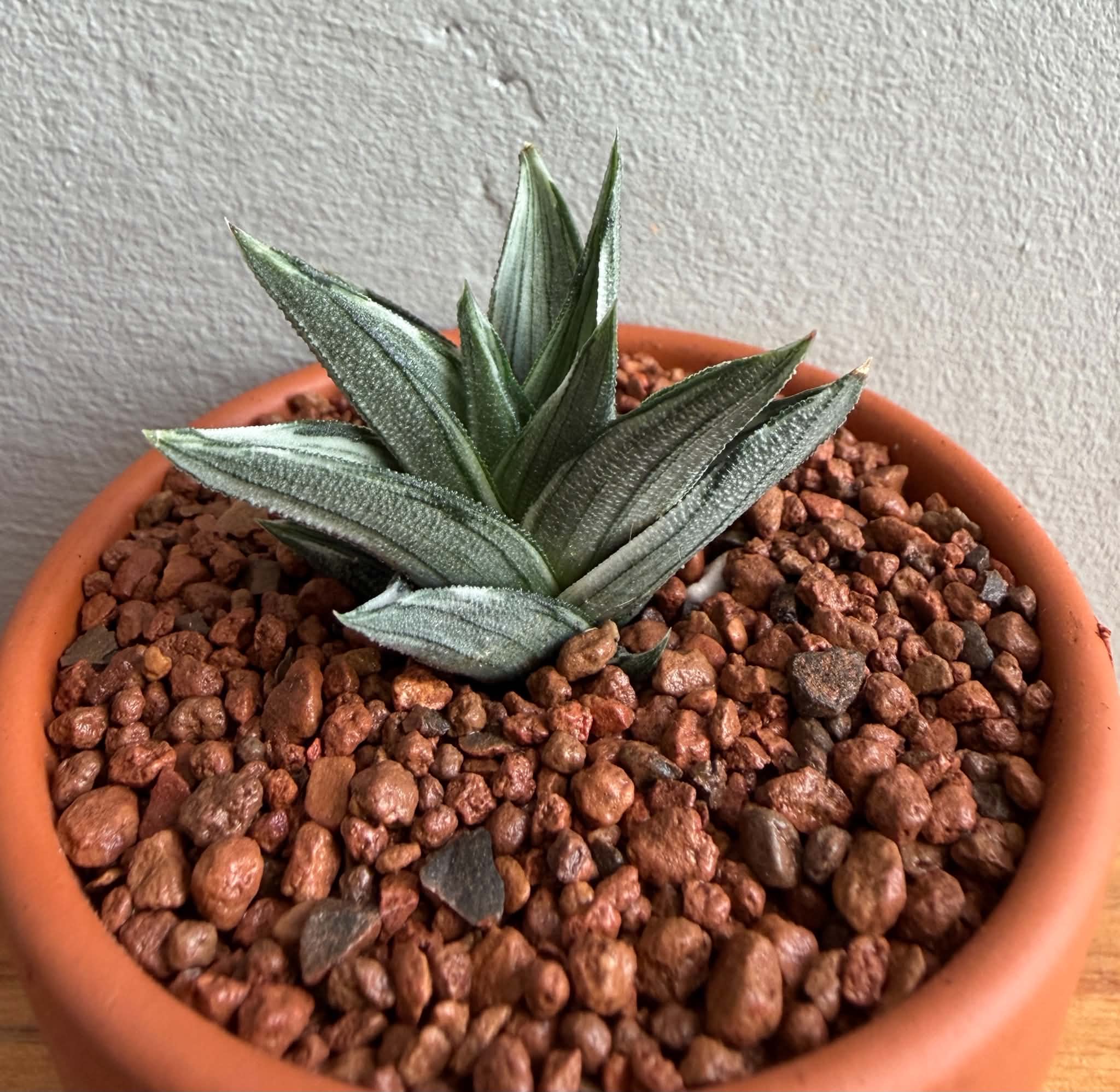 Haworthia tortuosa f. variegata - Image 2