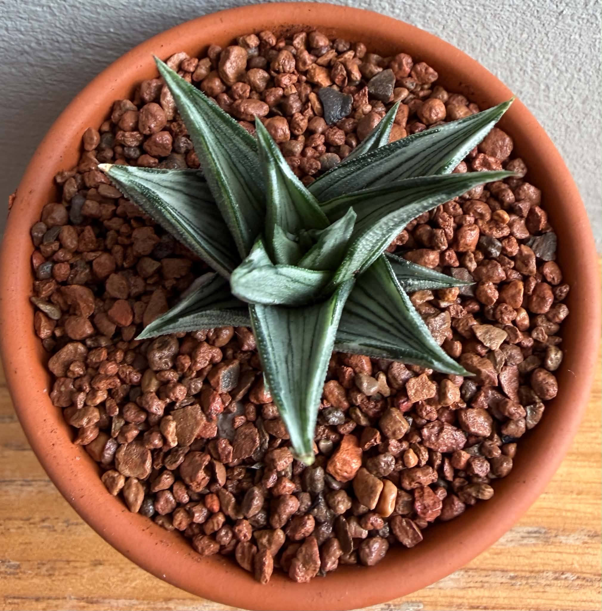 Haworthia tortuosa f. variegata - Image 3