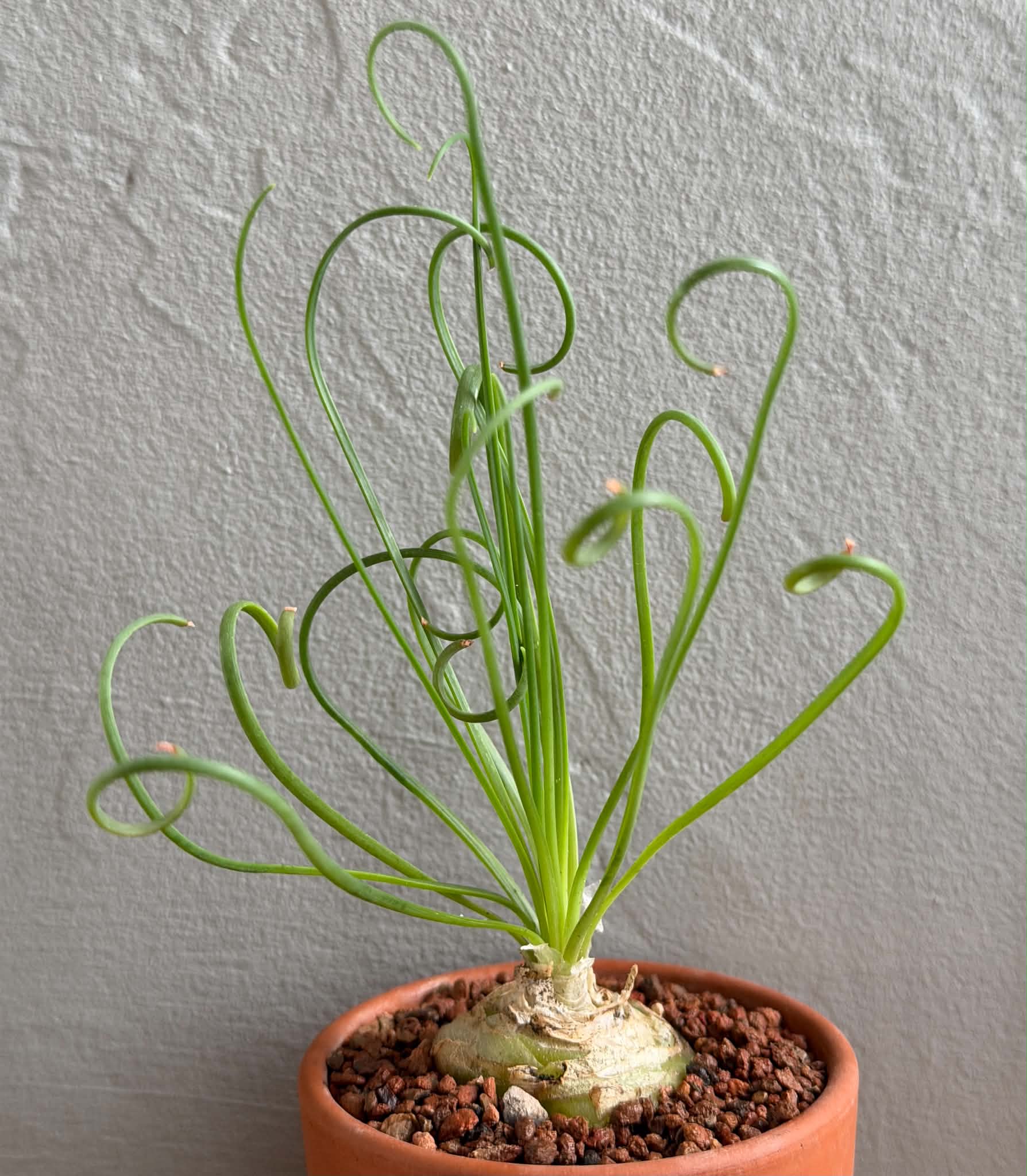 Albuca spiralis