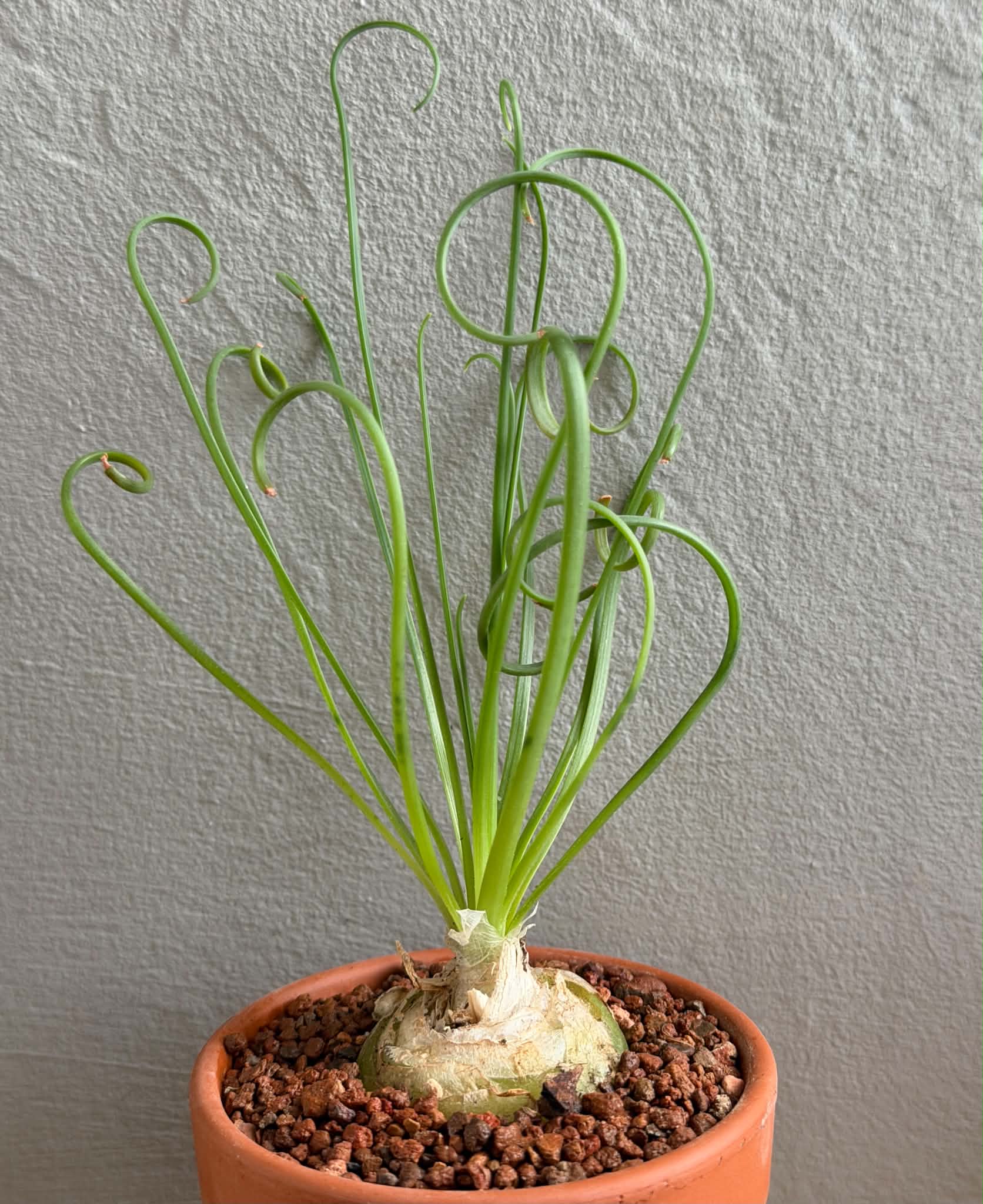 Albuca spiralis - Image 2