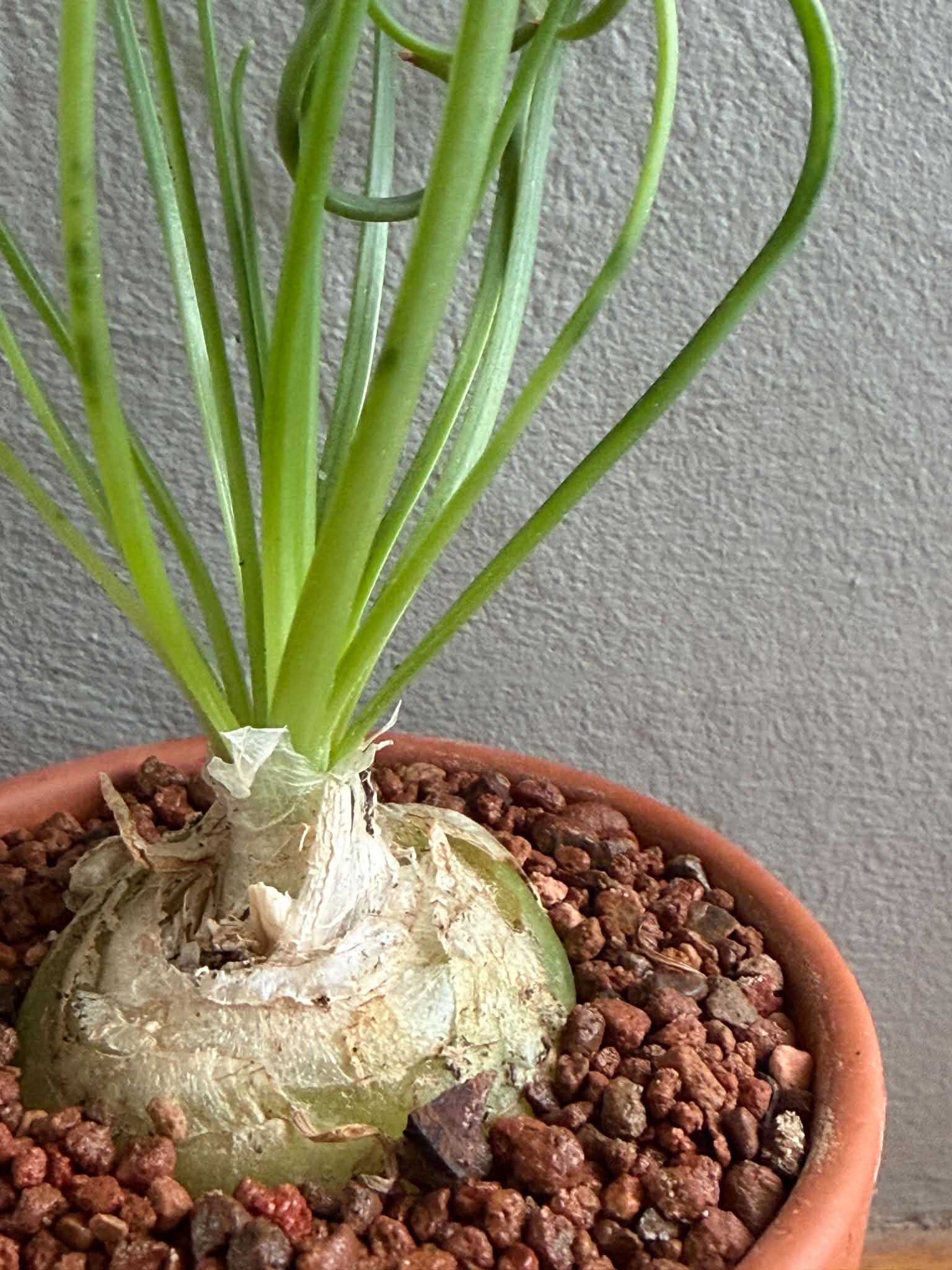 Albuca spiralis - Image 3