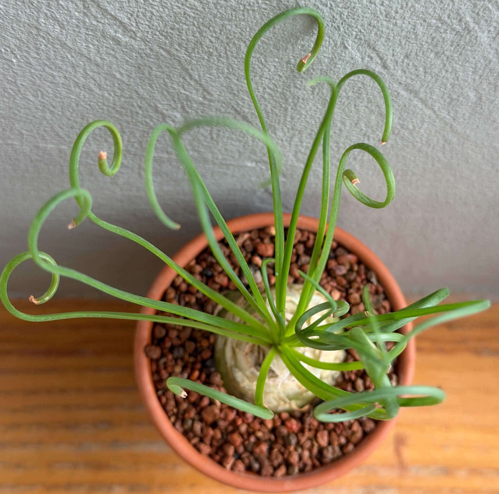 Albuca spiralis - Image 4