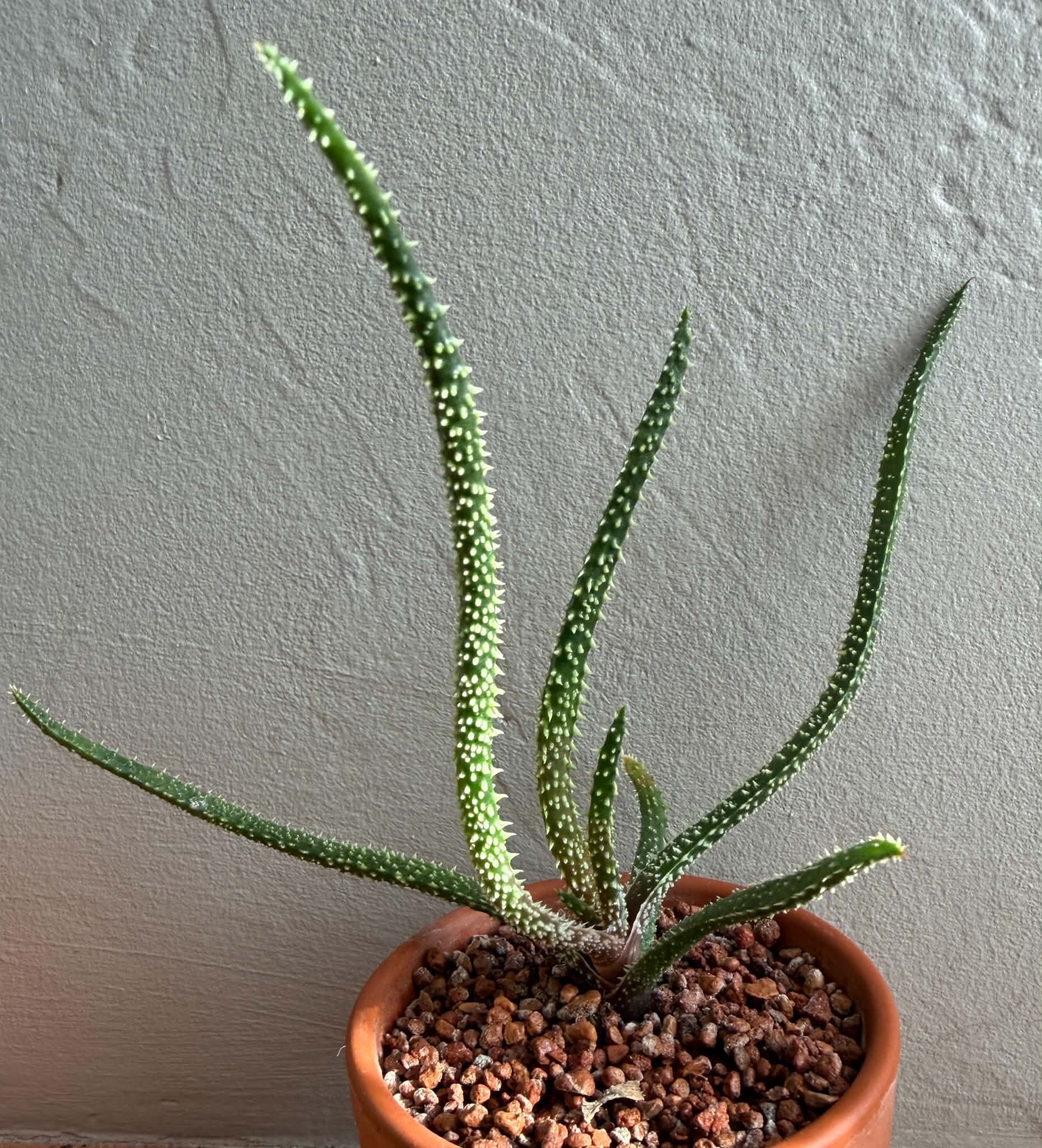 Aloe delicatifolia