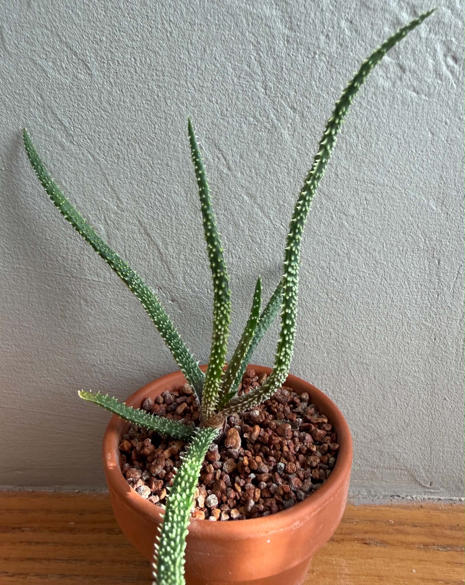 Aloe delicatifolia - Image 3