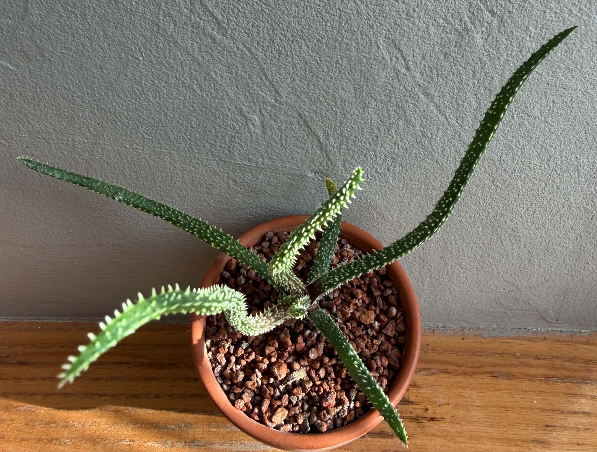 Aloe delicatifolia - Image 2