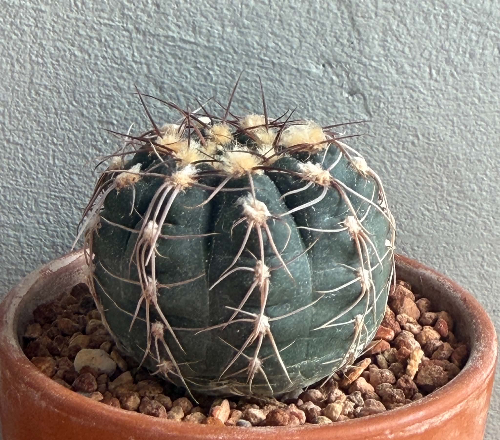 Gymnocalycium taningaense