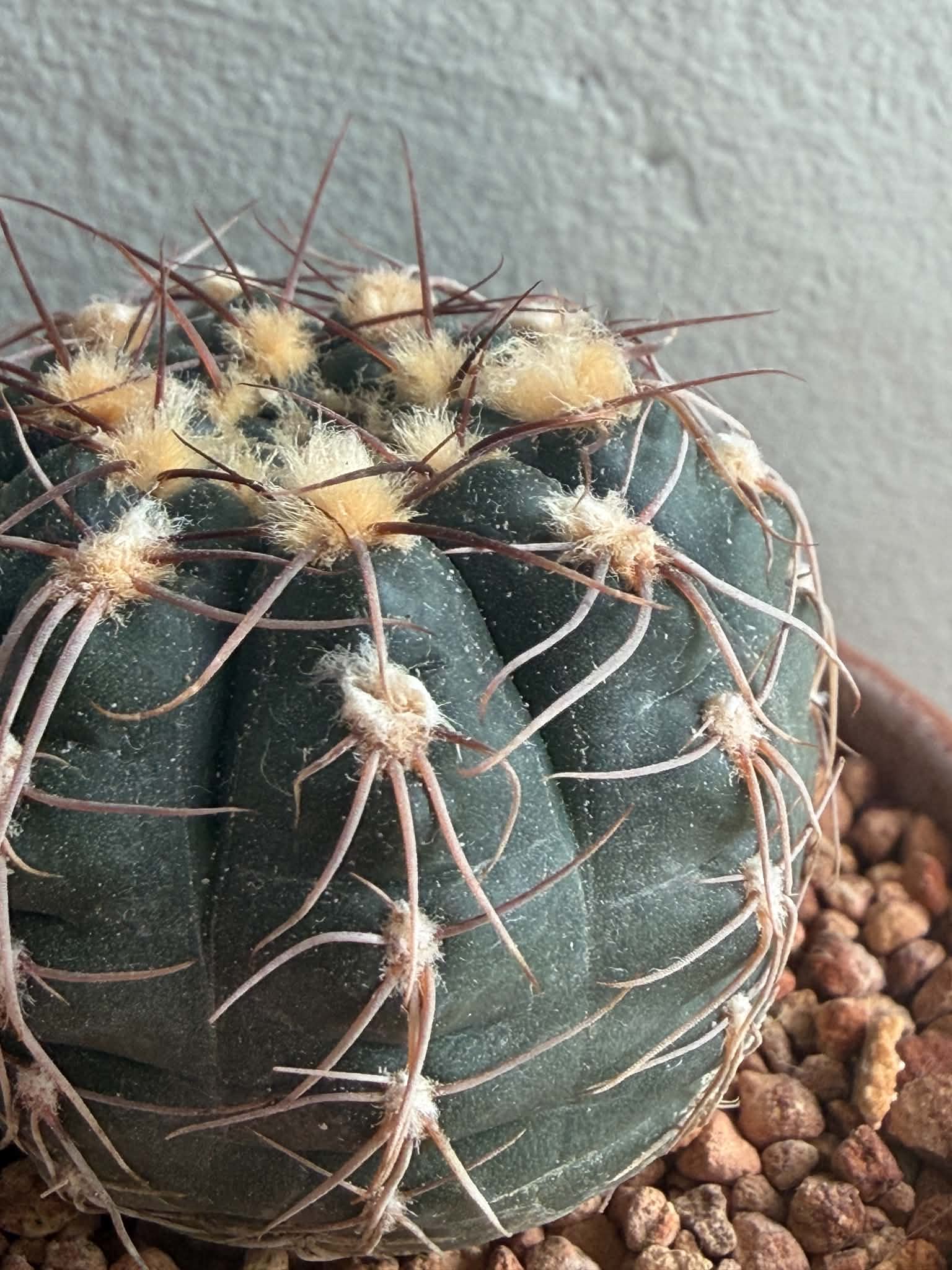 Gymnocalycium taningaense - Image 3