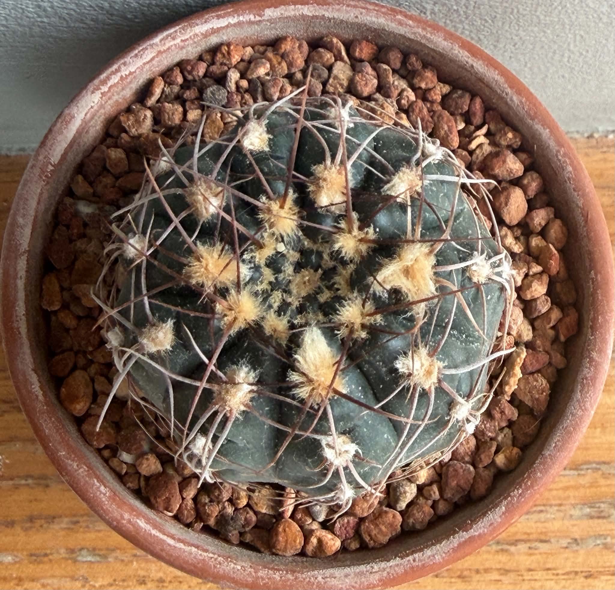 Gymnocalycium taningaense - Image 2