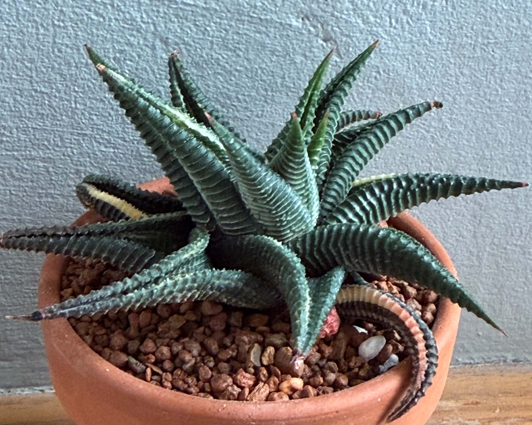 Haworthia limifolia f. variegata