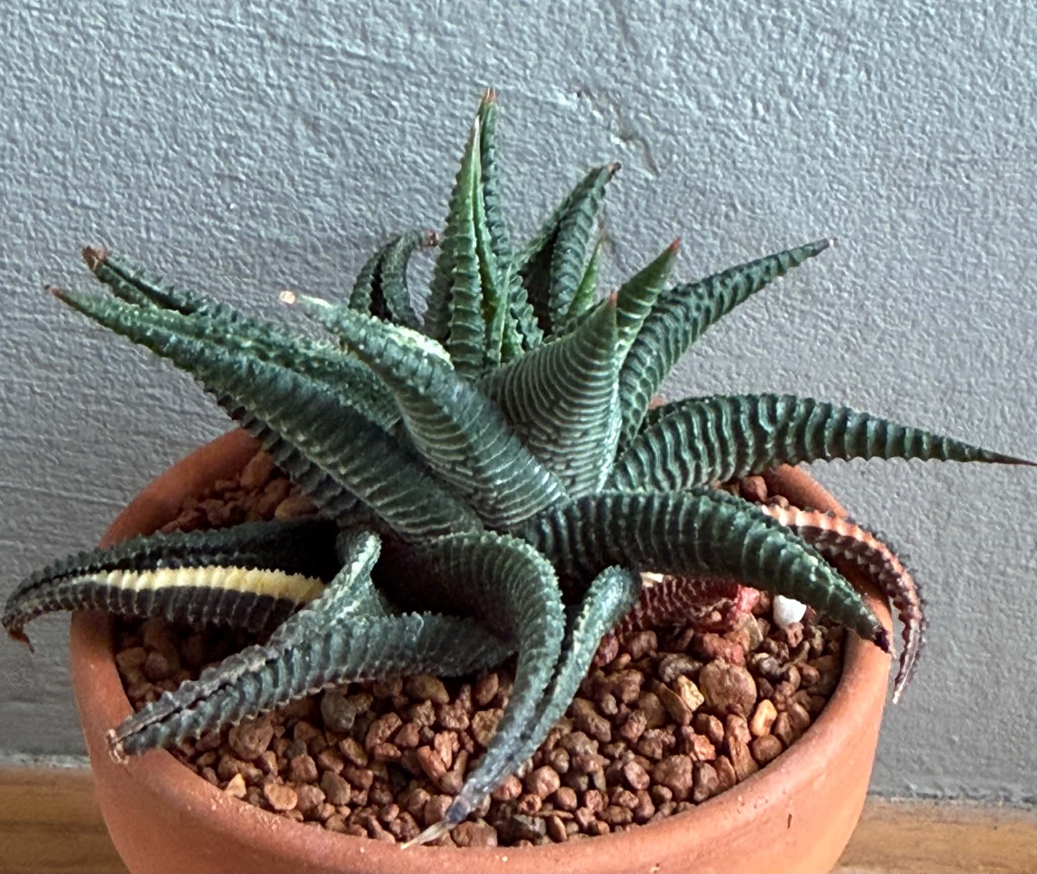 Haworthia limifolia f. variegata - Image 5
