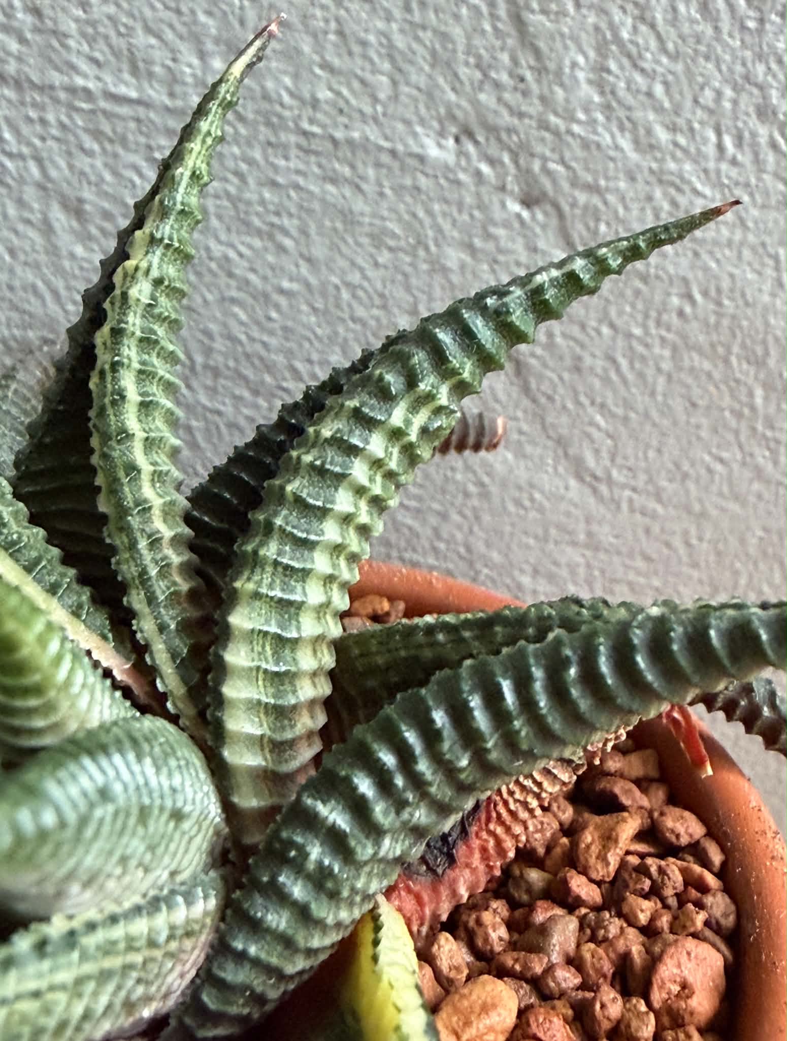 Haworthia limifolia f. variegata - Image 4