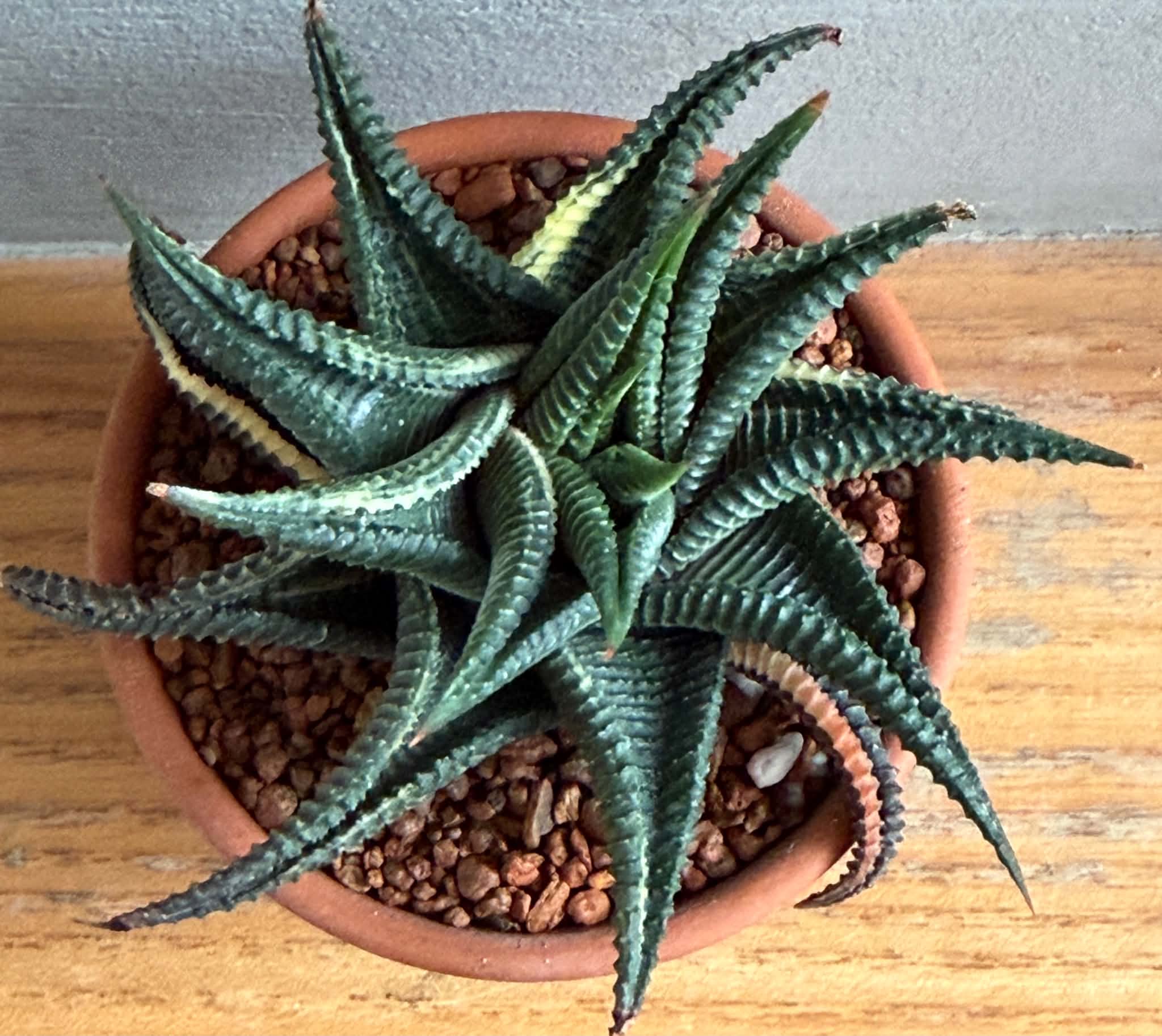 Haworthia limifolia f. variegata - Image 3
