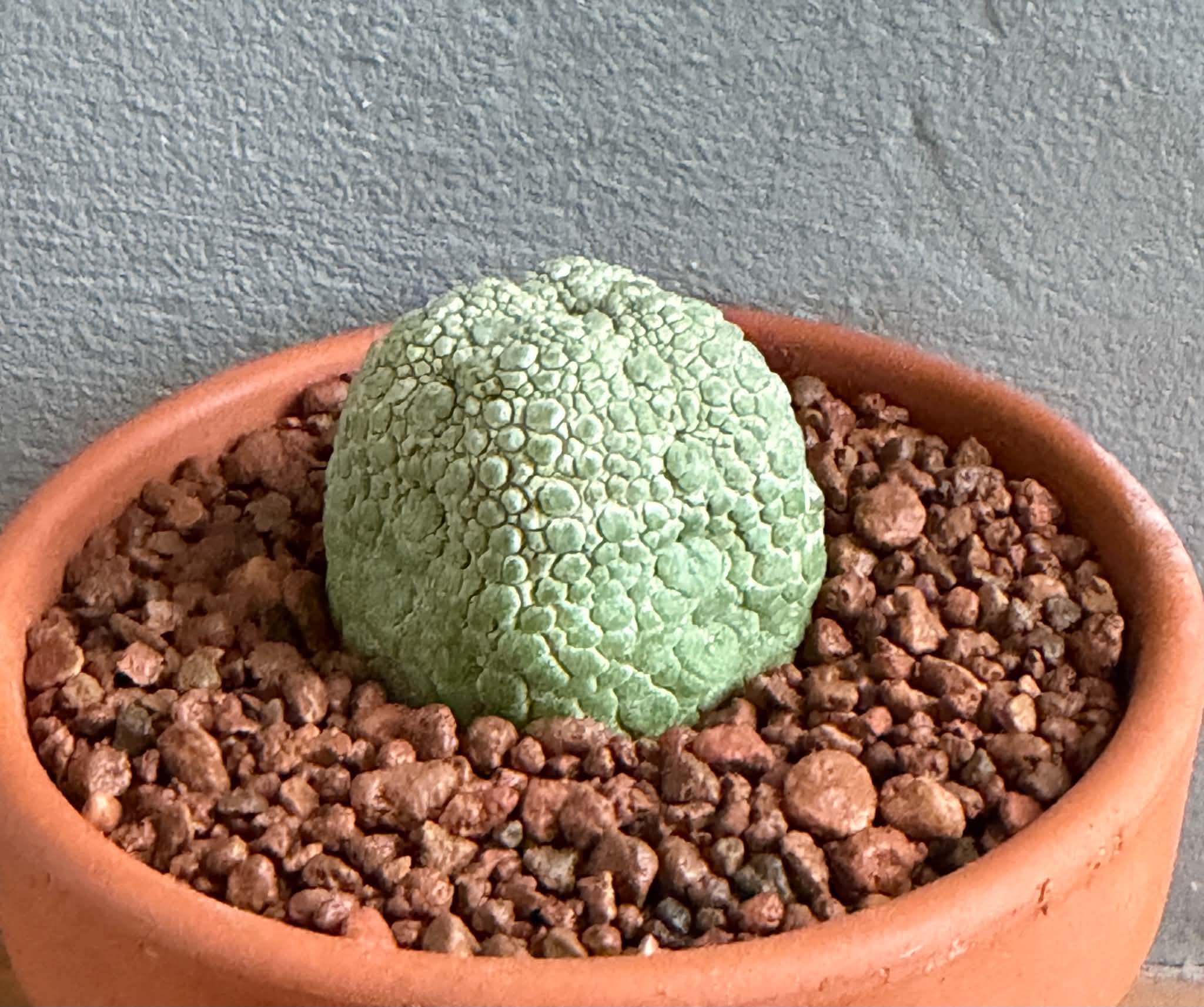 Pseudolithos migiurtinus