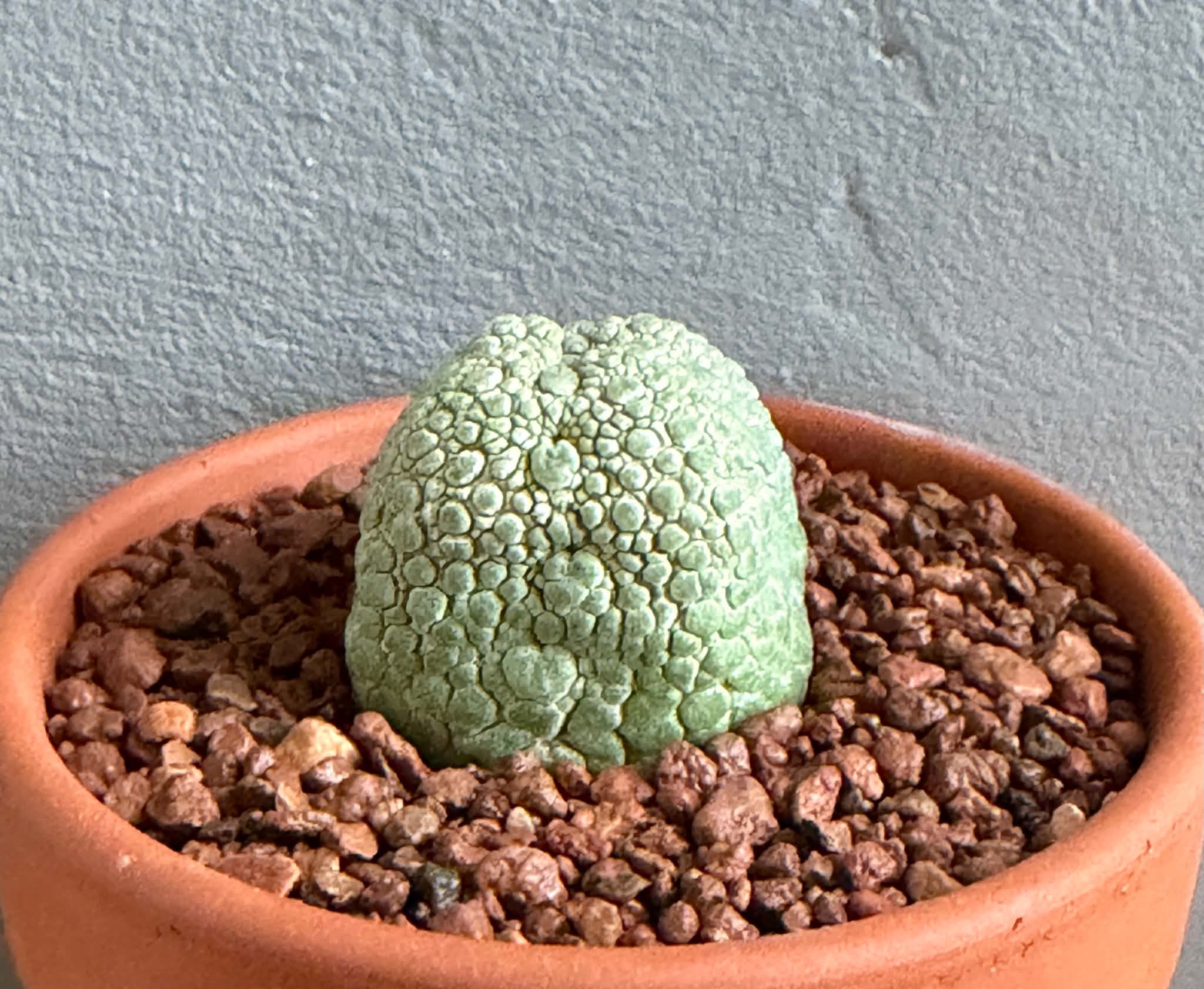 Pseudolithos migiurtinus - Image 2