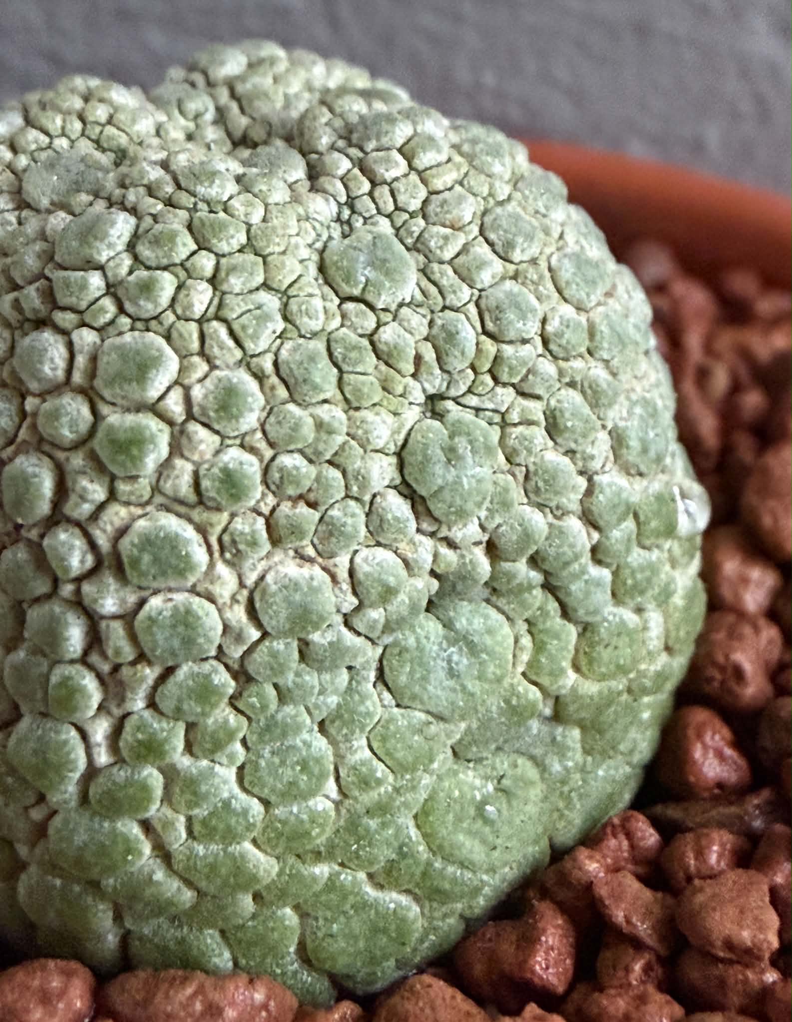 Pseudolithos migiurtinus - Image 3