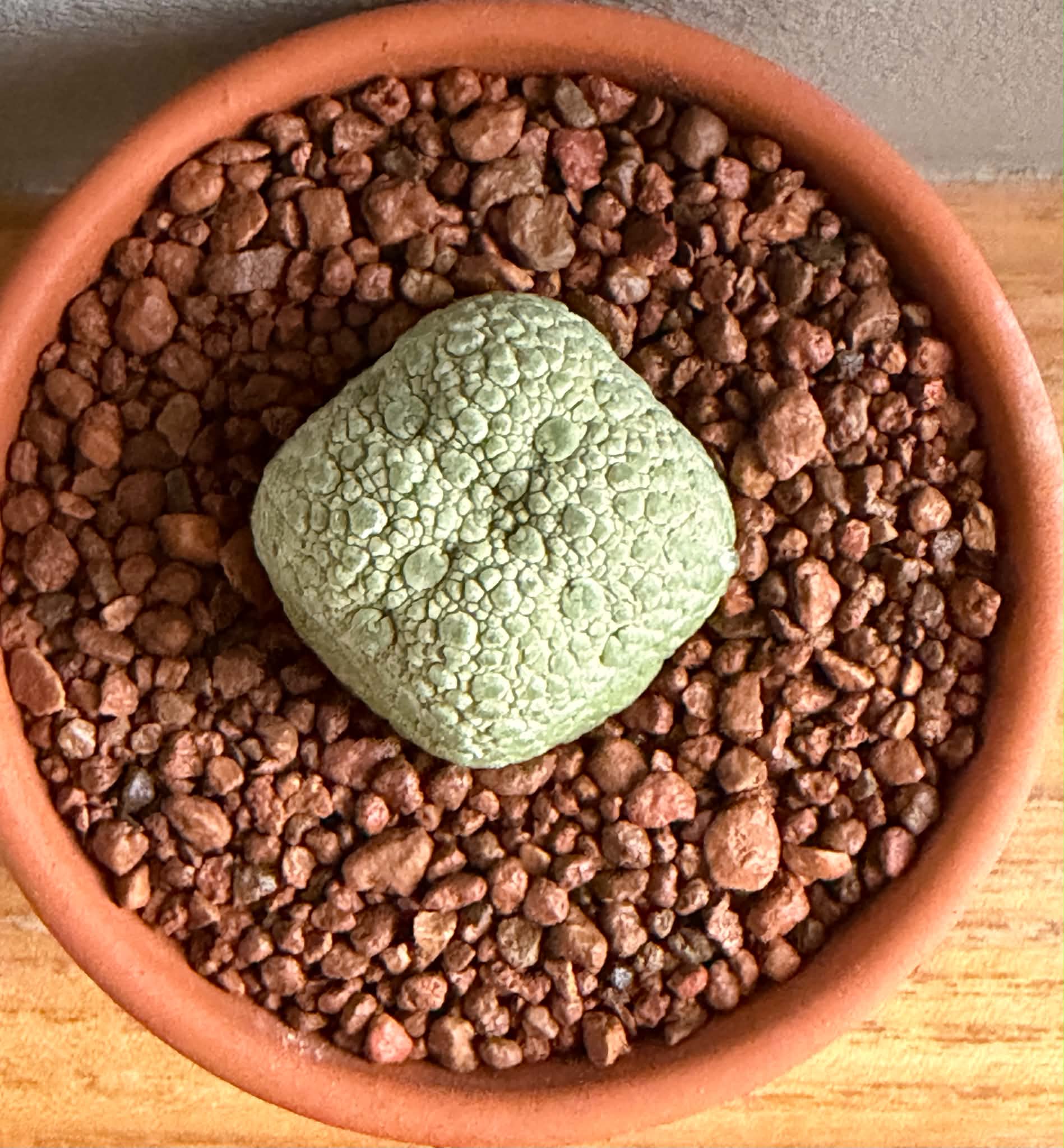 Pseudolithos migiurtinus - Image 4