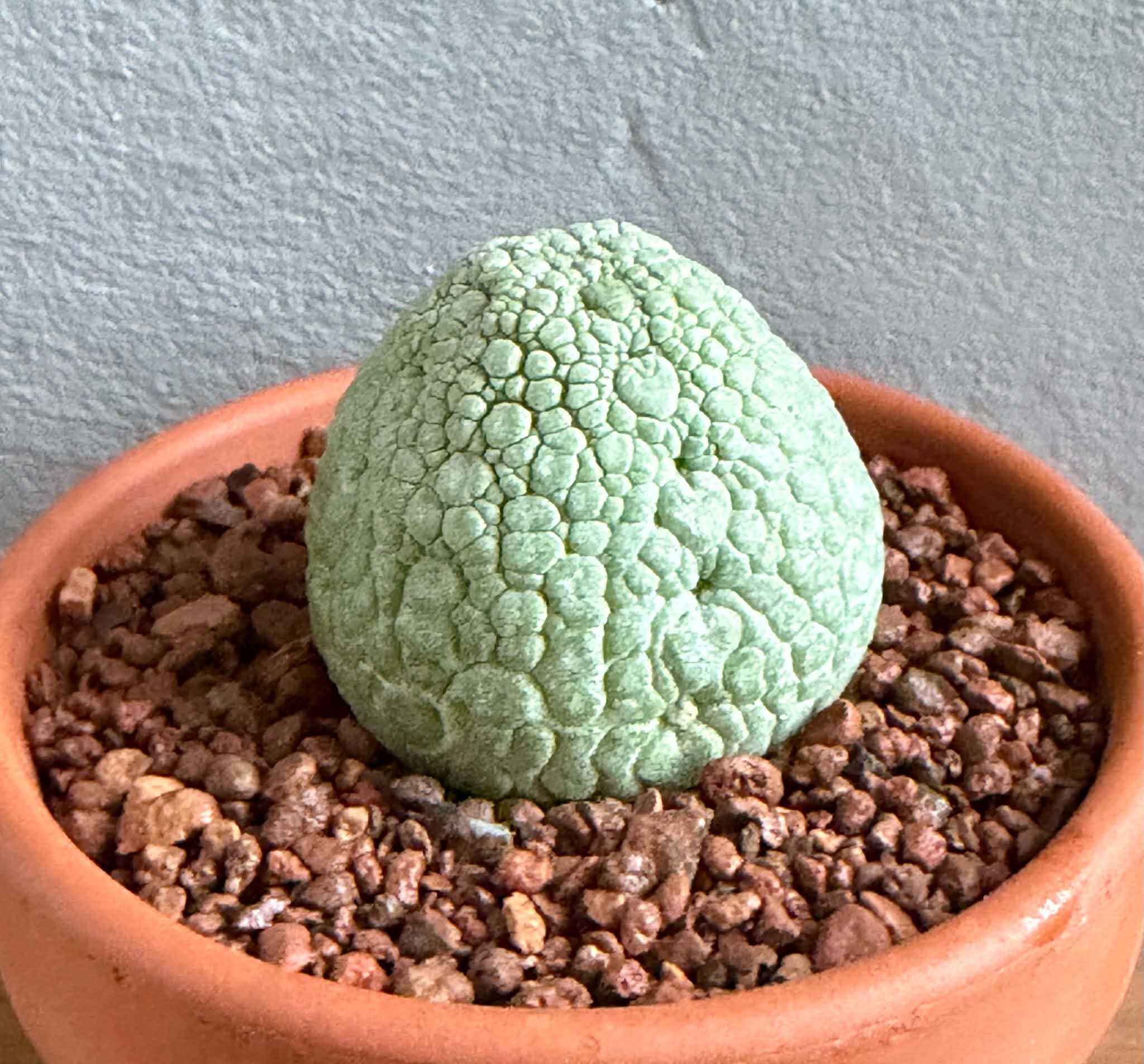 Pseudolithos migiurtinus