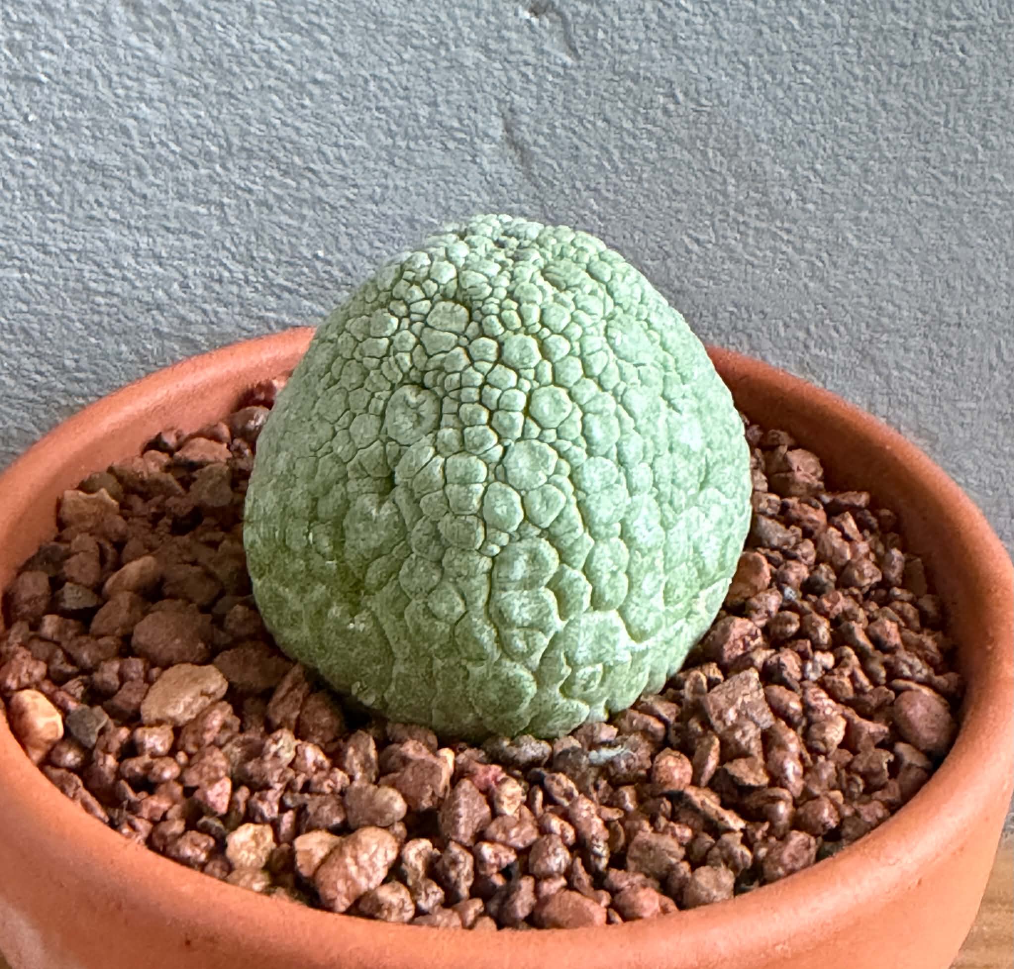 Pseudolithos migiurtinus - Image 4