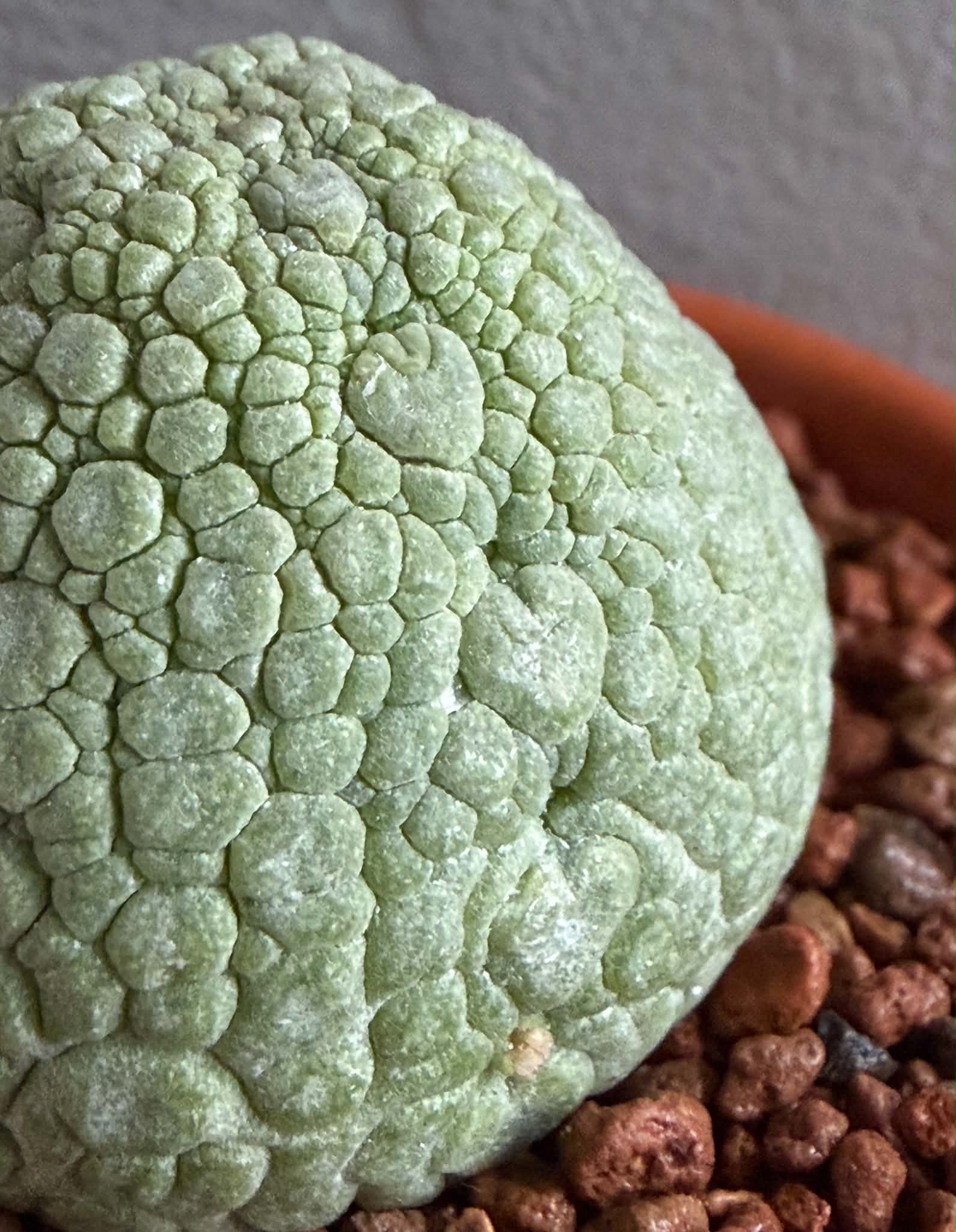 Pseudolithos migiurtinus - Image 3