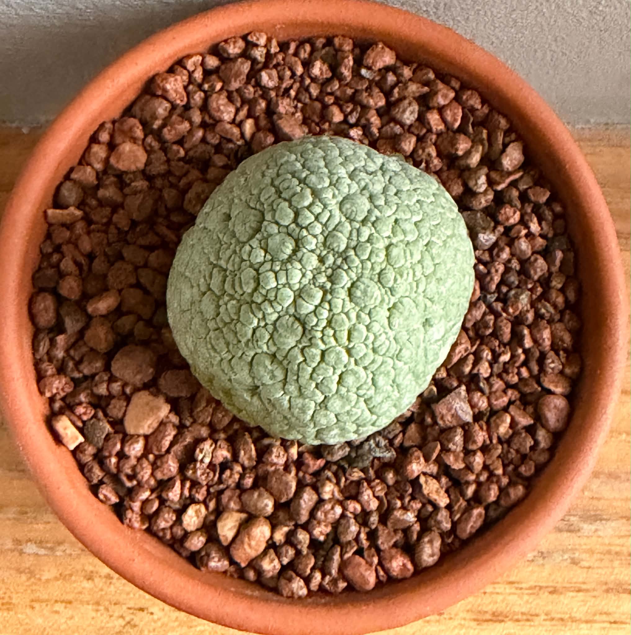 Pseudolithos migiurtinus - Image 2