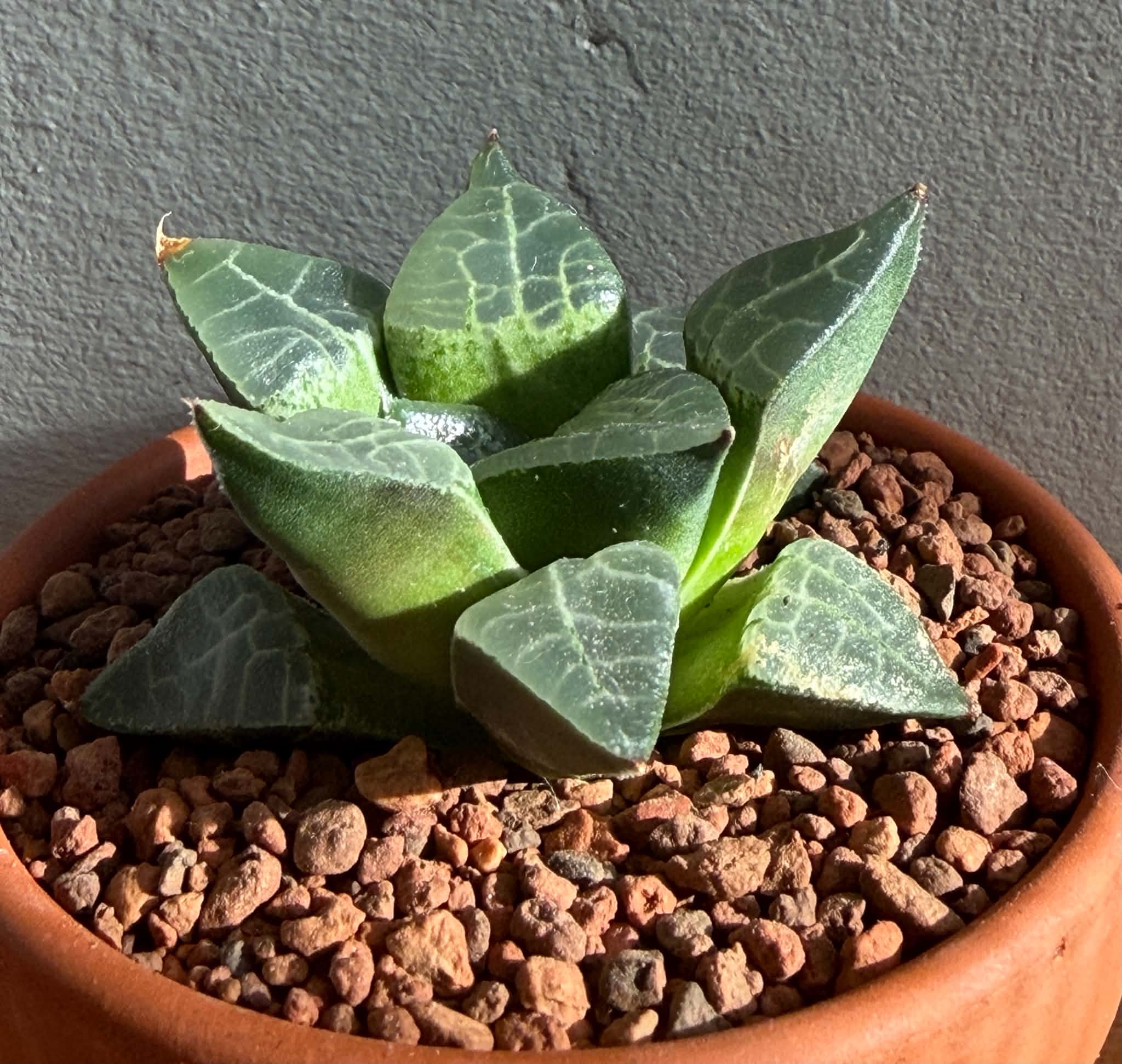 Haworthia comptoniana ex Cactus Nishii