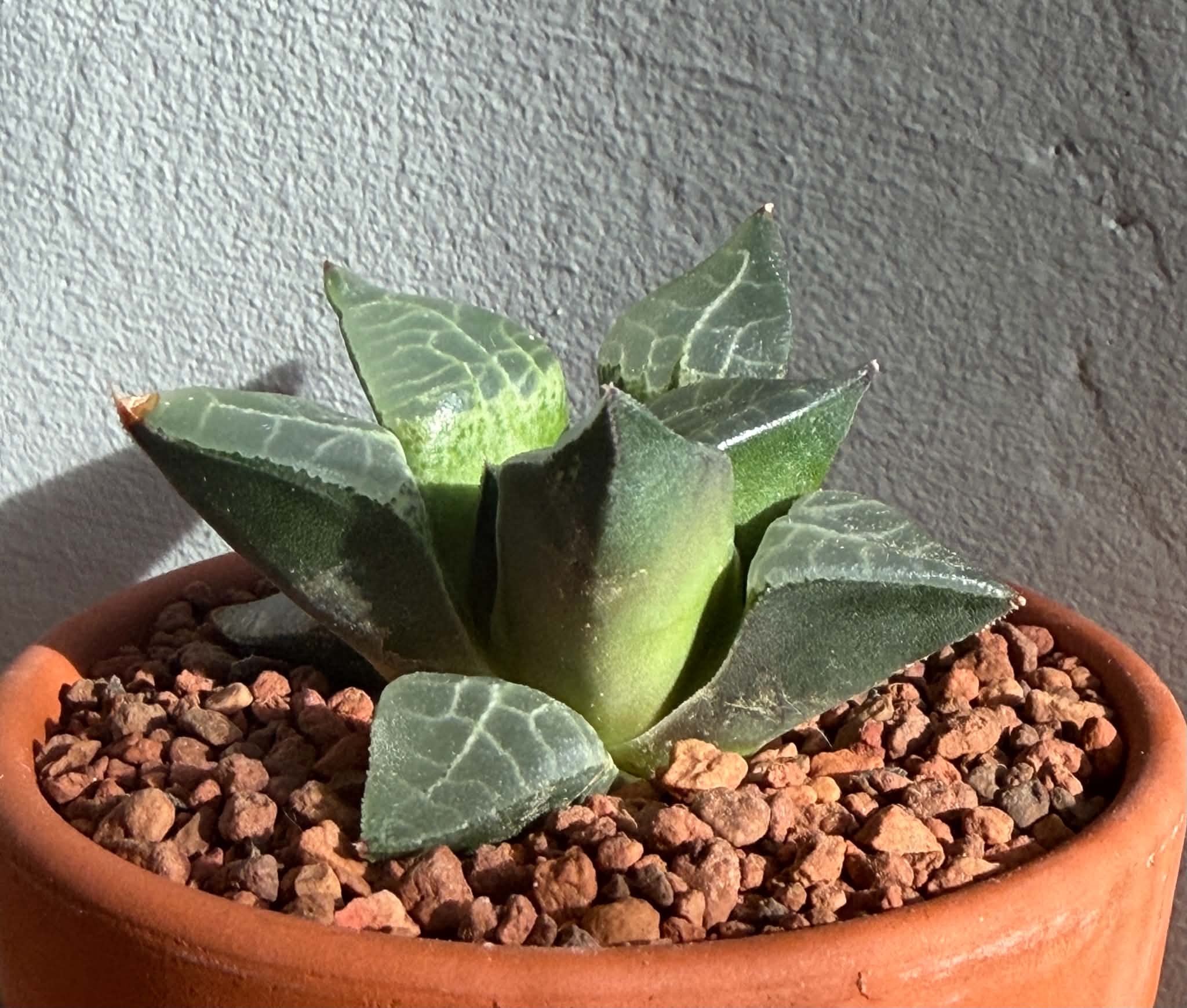 Haworthia comptoniana ex Cactus Nishii - Image 3