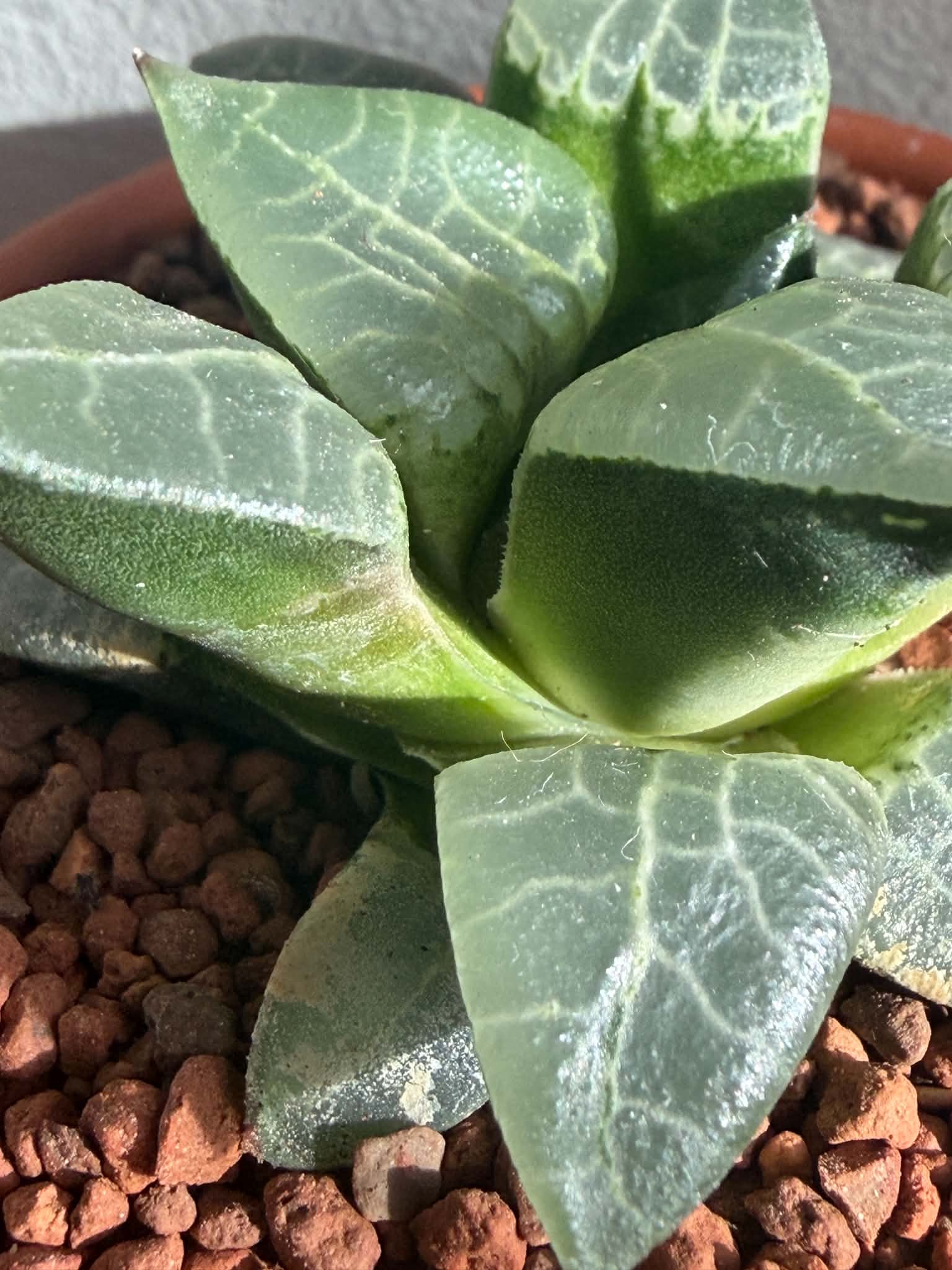 Haworthia comptoniana ex Cactus Nishii - Image 4