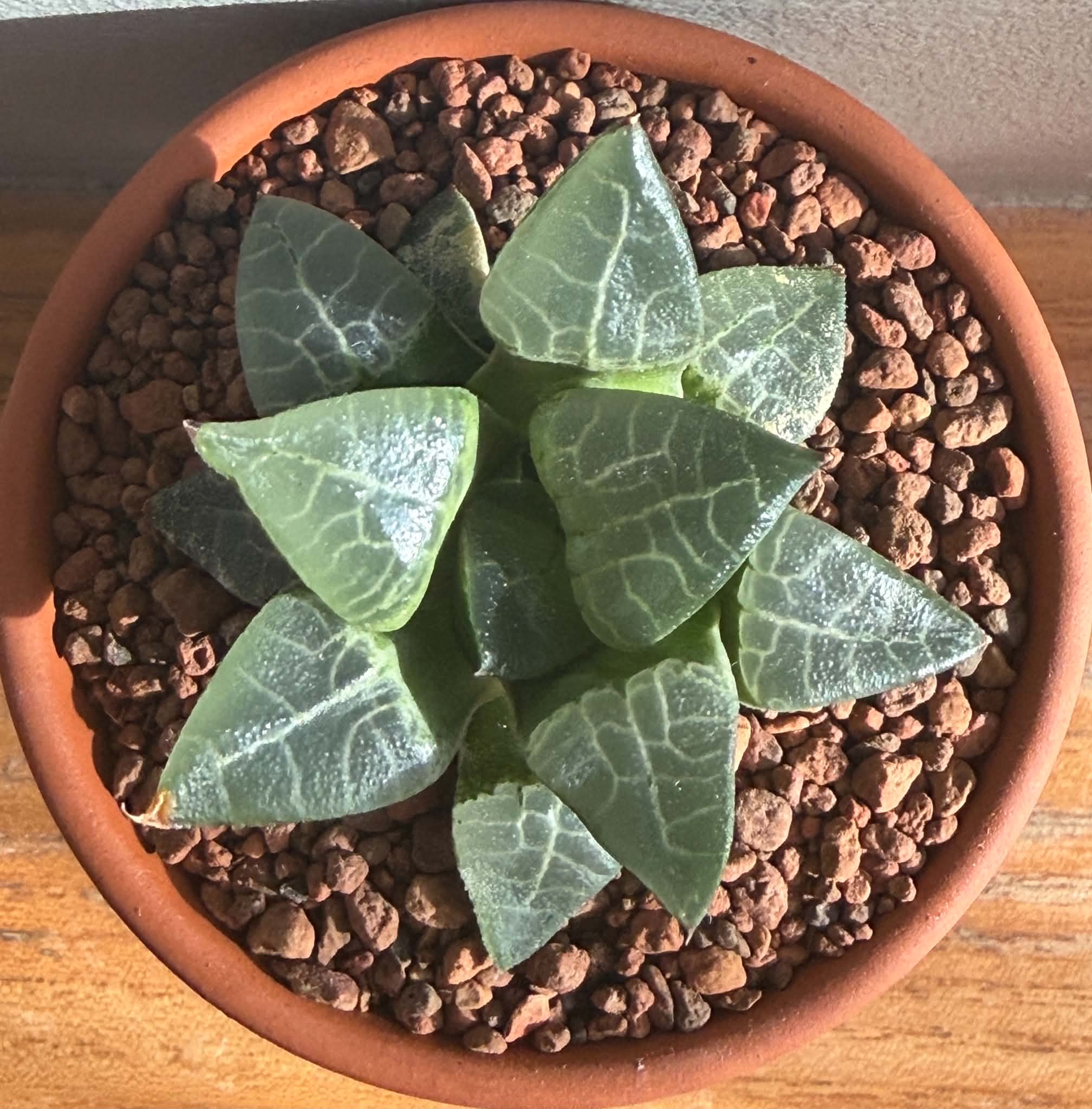 Haworthia comptoniana ex Cactus Nishii - Image 2