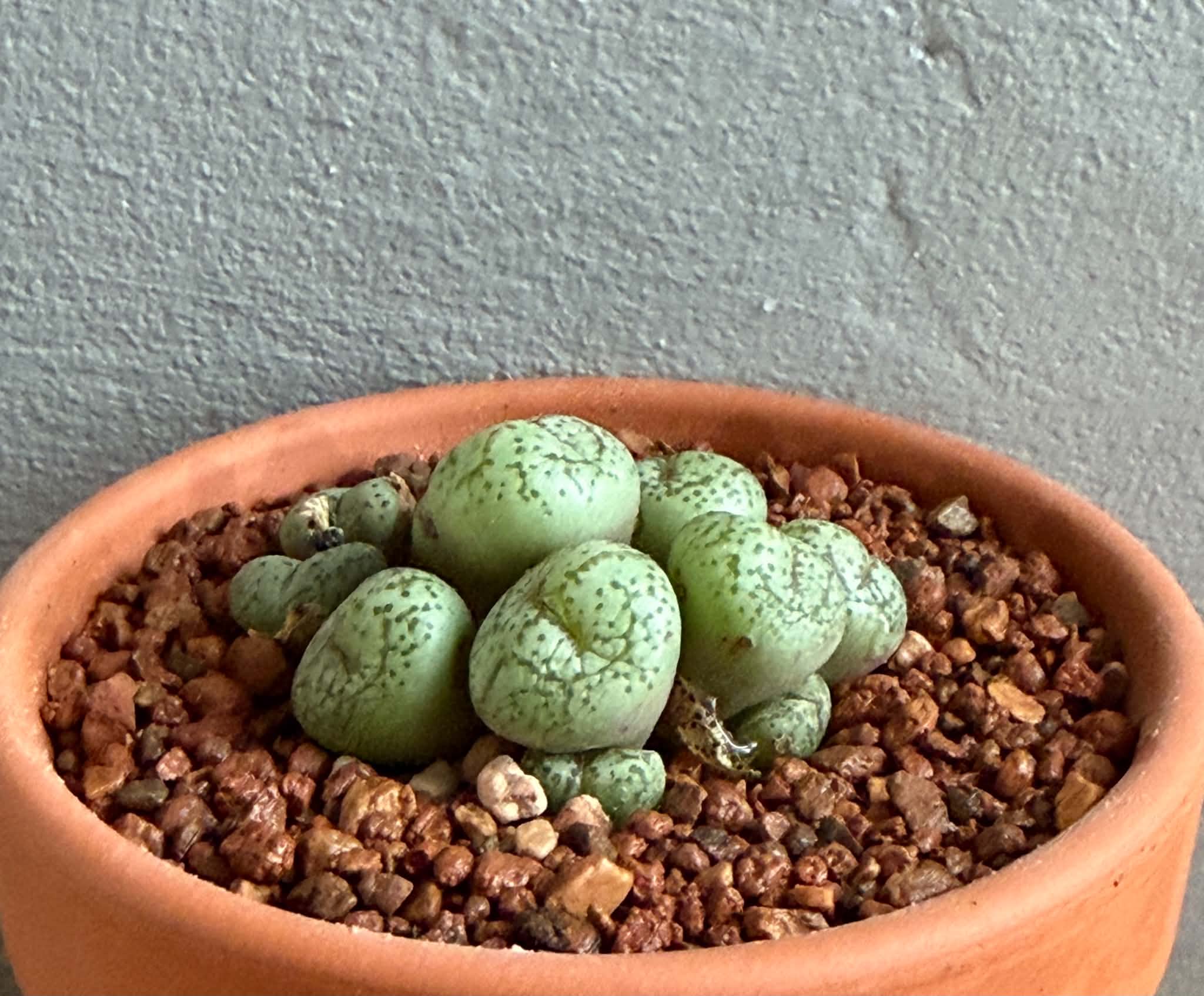 Conophytum obcordellum