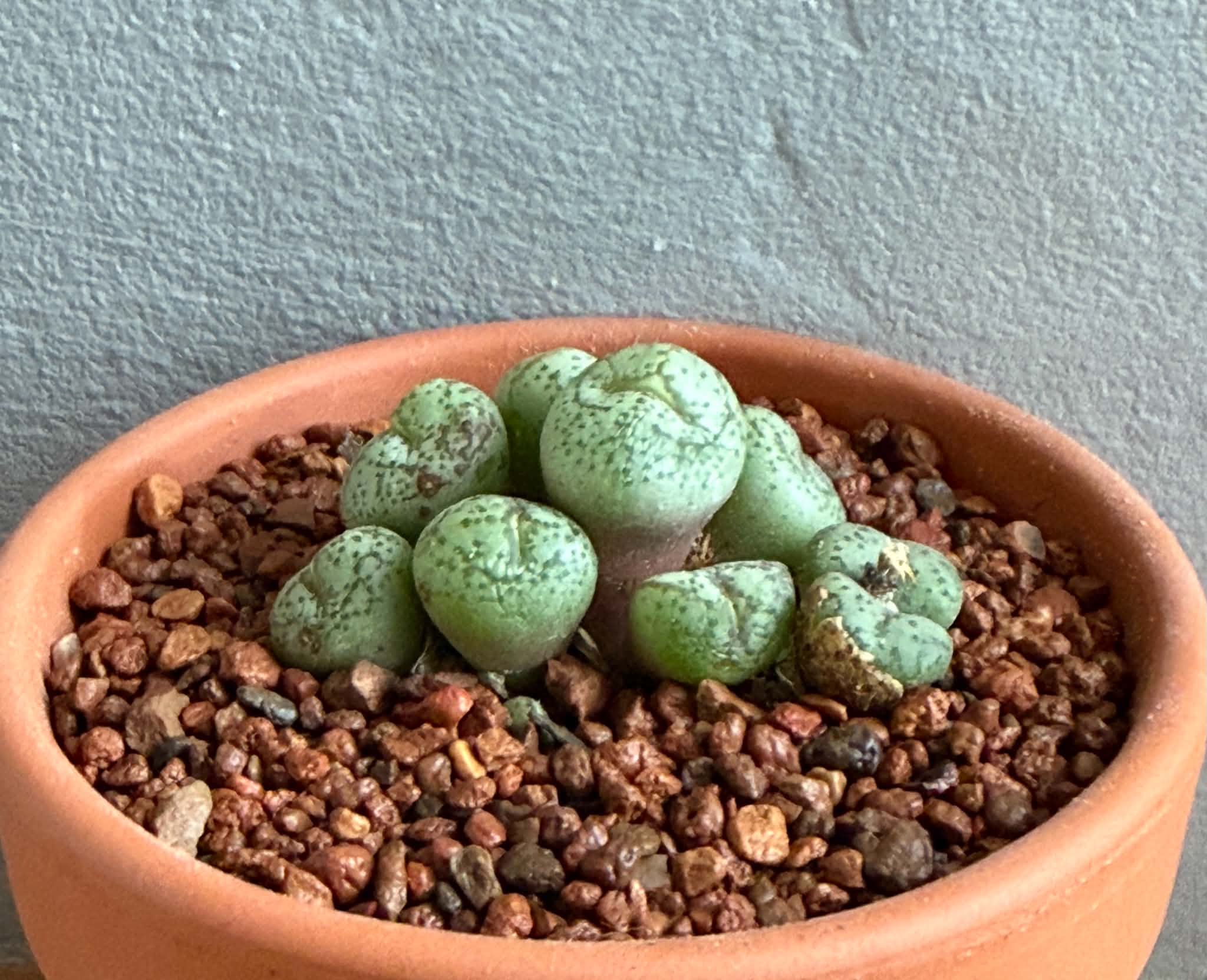 Conophytum obcordellum - Image 2