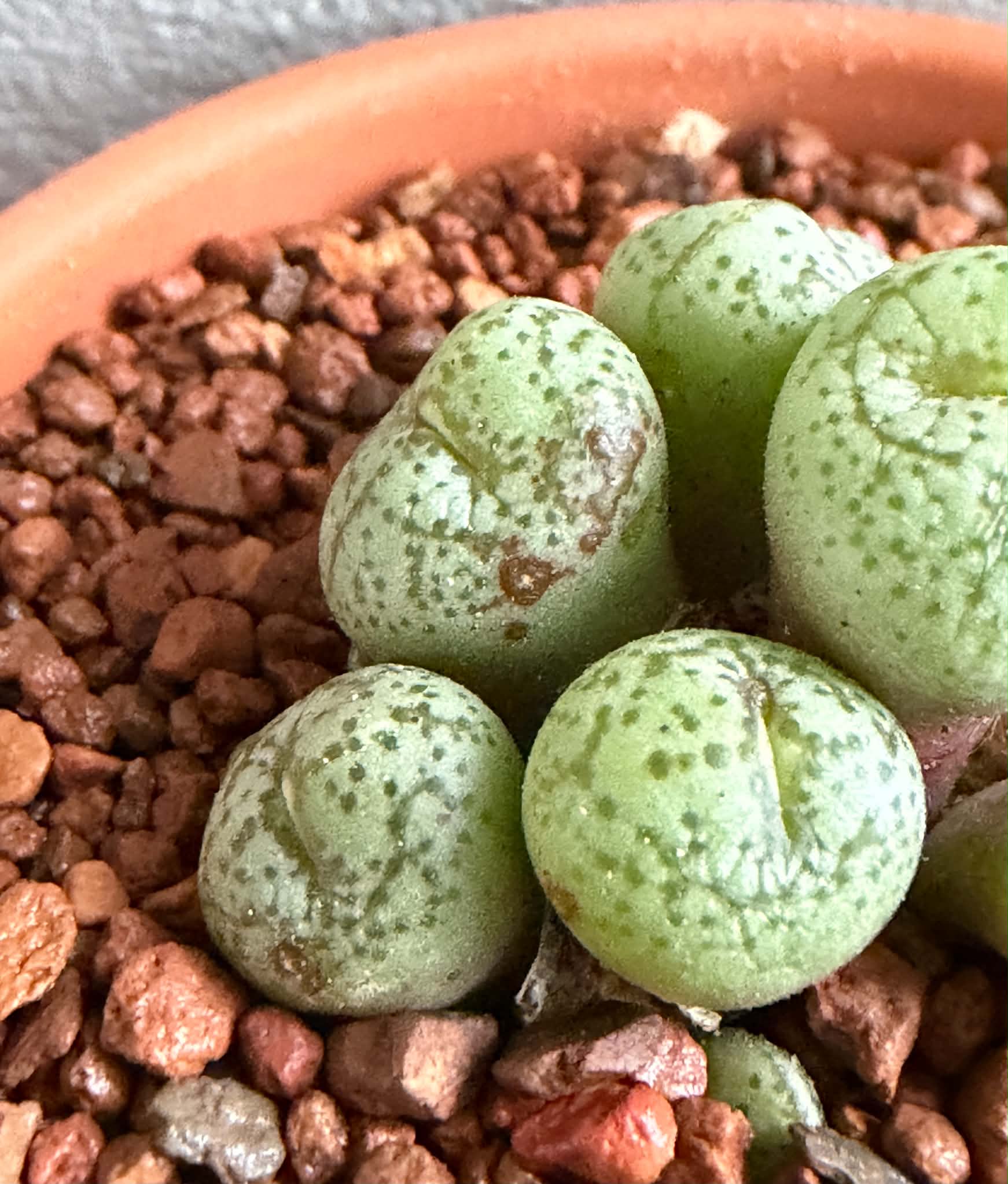 Conophytum obcordellum - Image 3