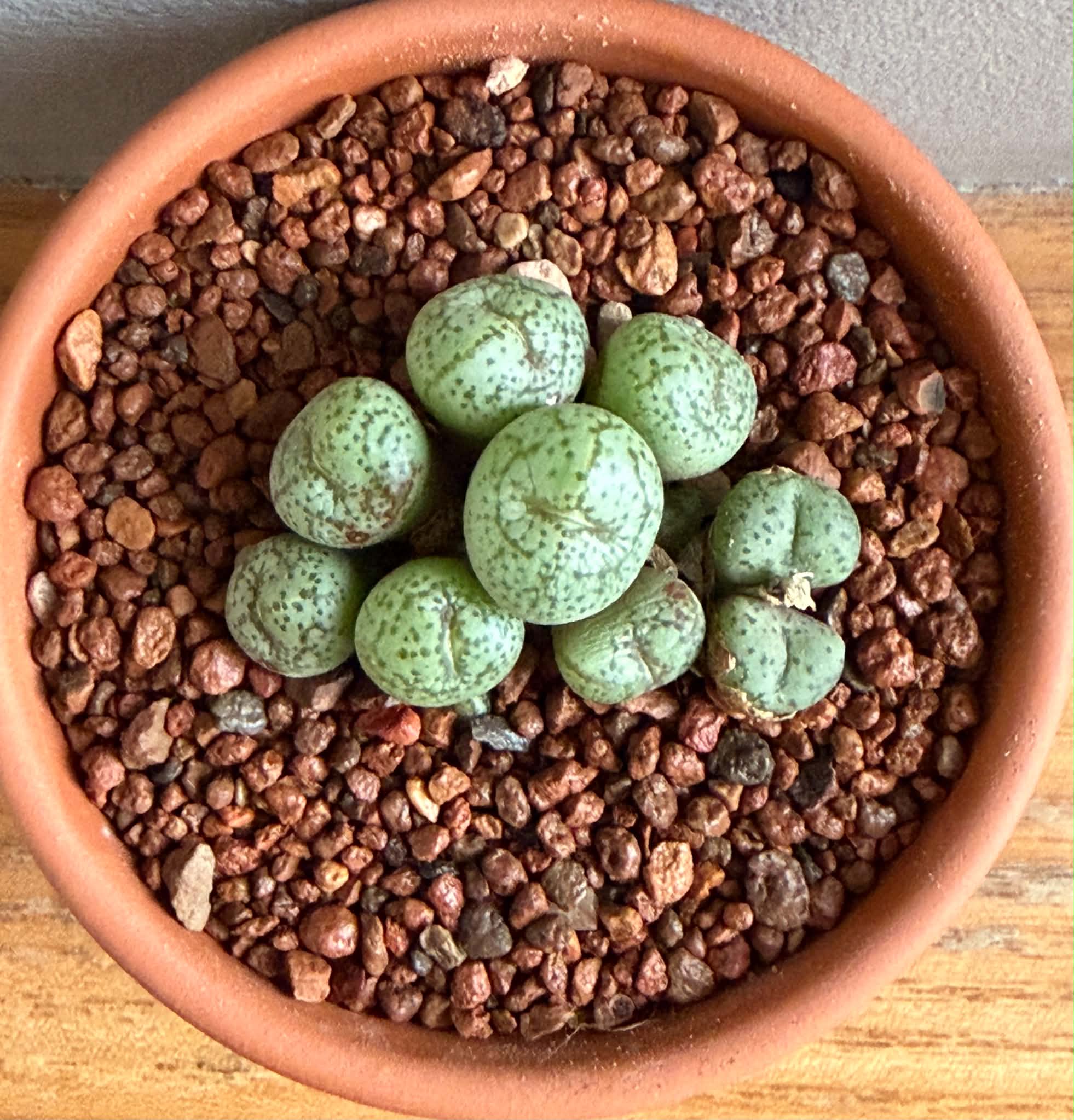 Conophytum obcordellum - Image 4