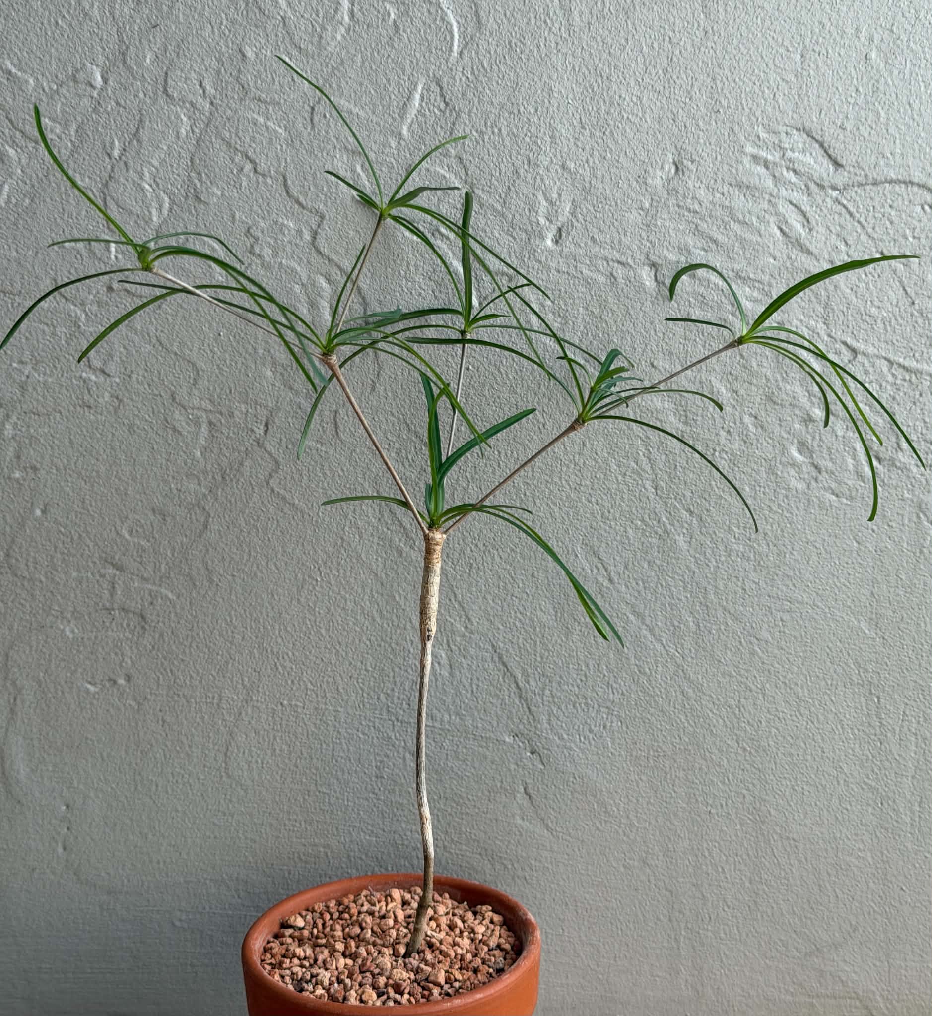Euphorbia hedyotoides